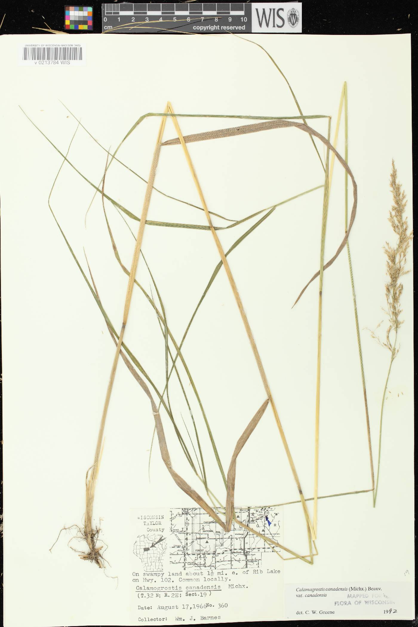Calamagrostis canadensis var. canadensis image
