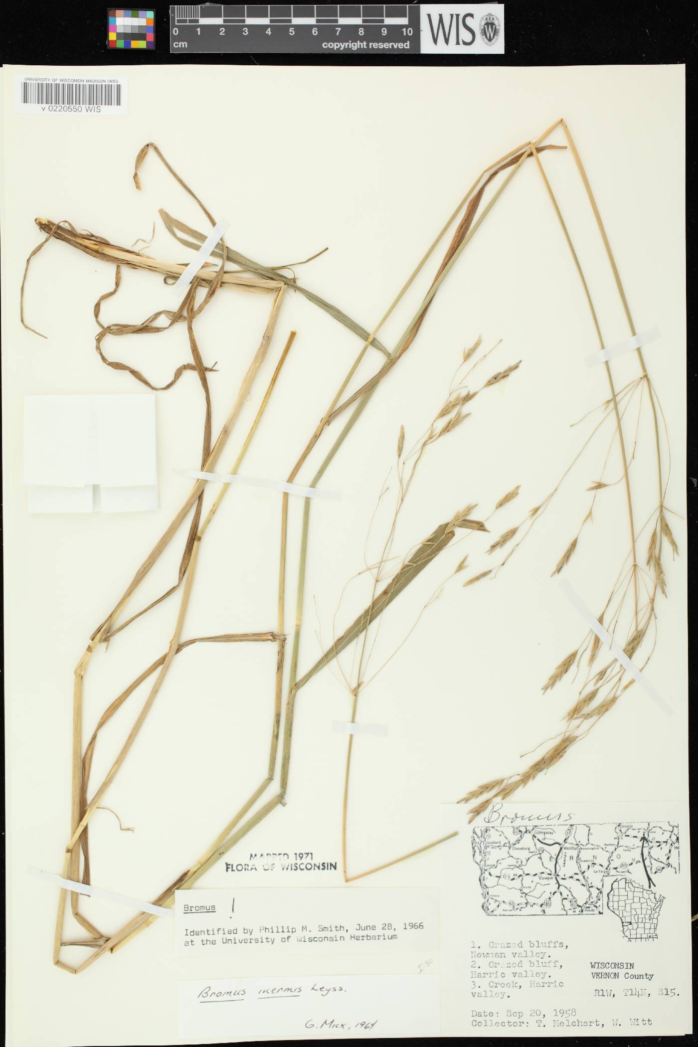 Bromus inermis image