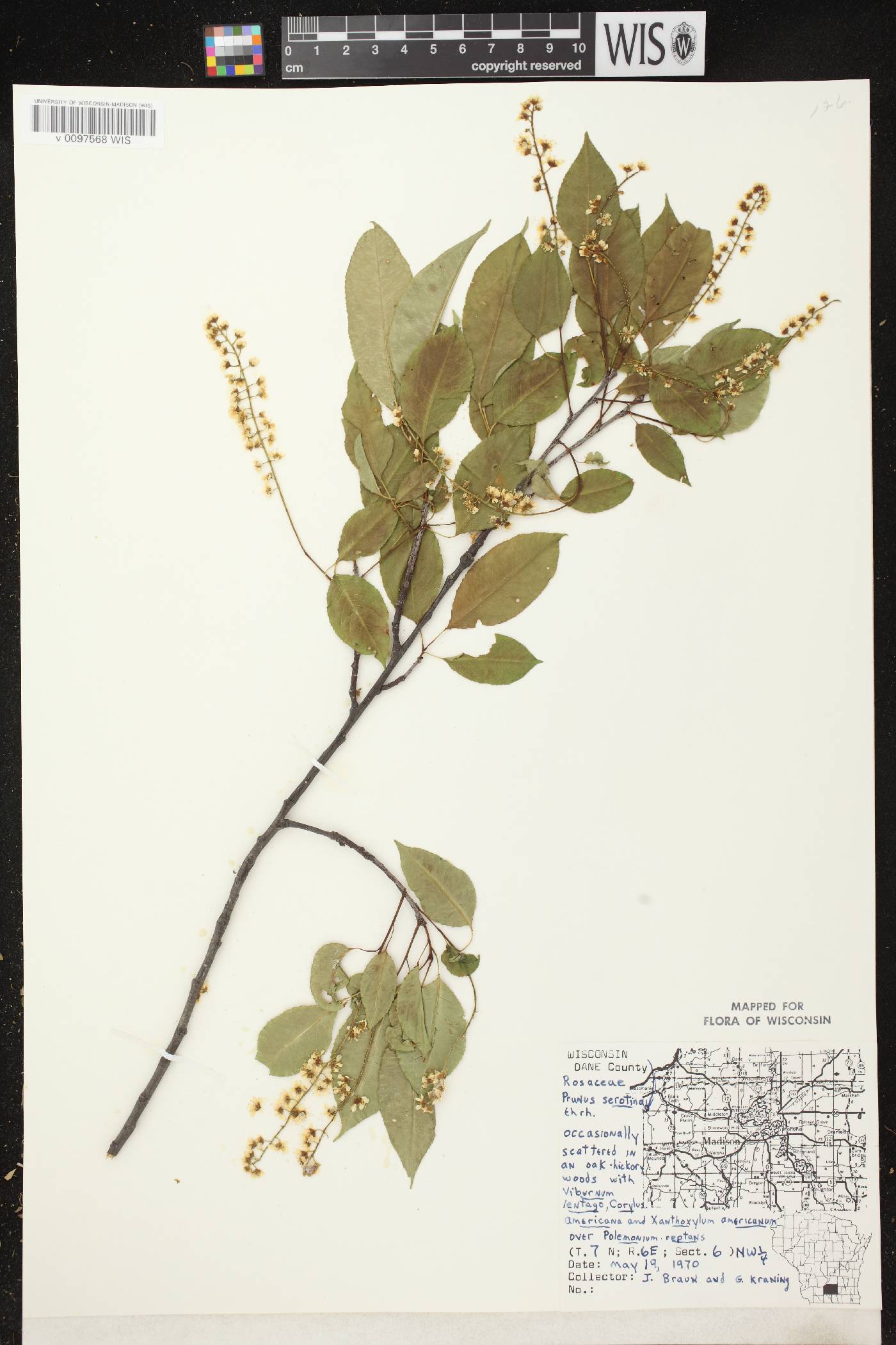 Prunus serotina image