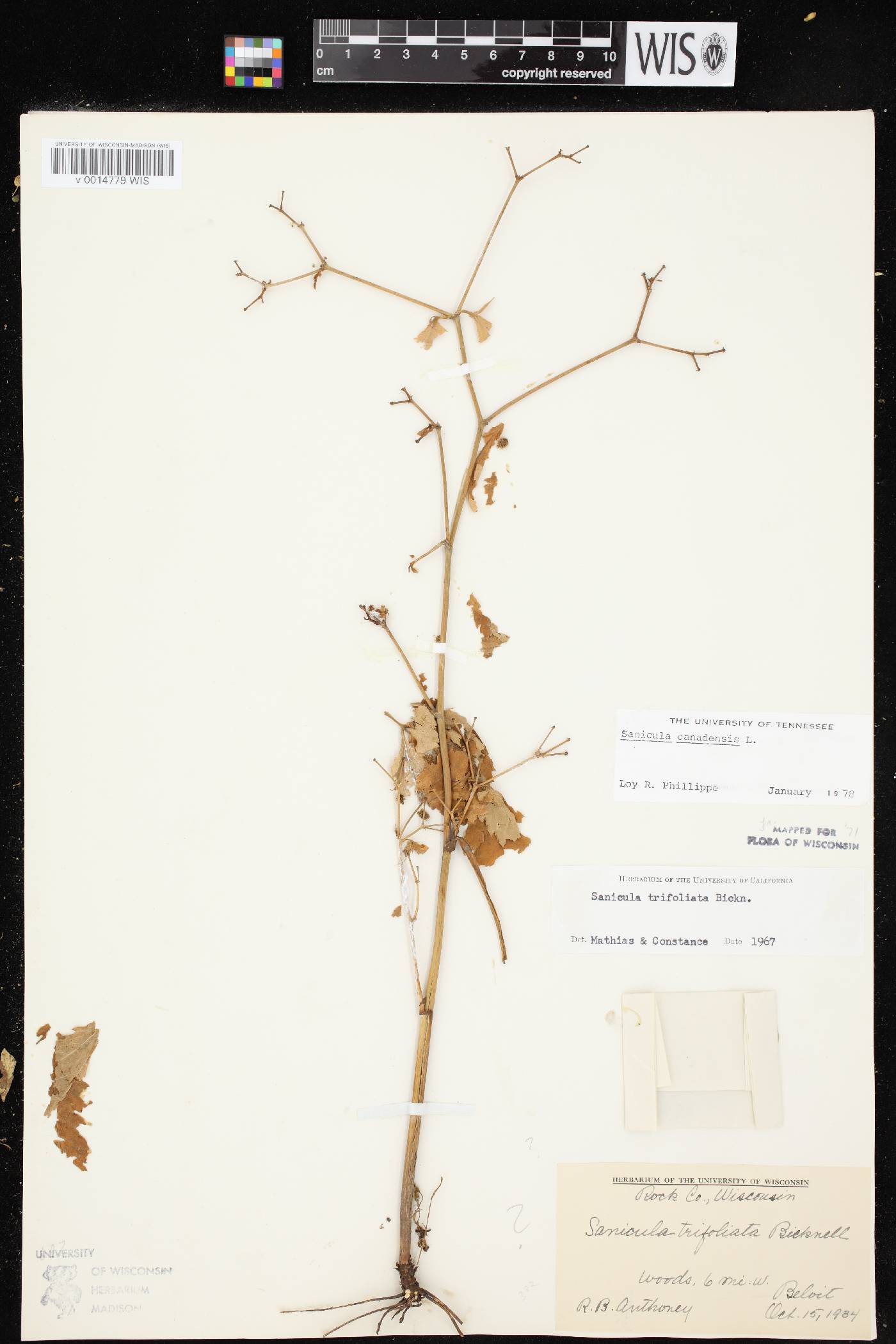 Sanicula canadensis image