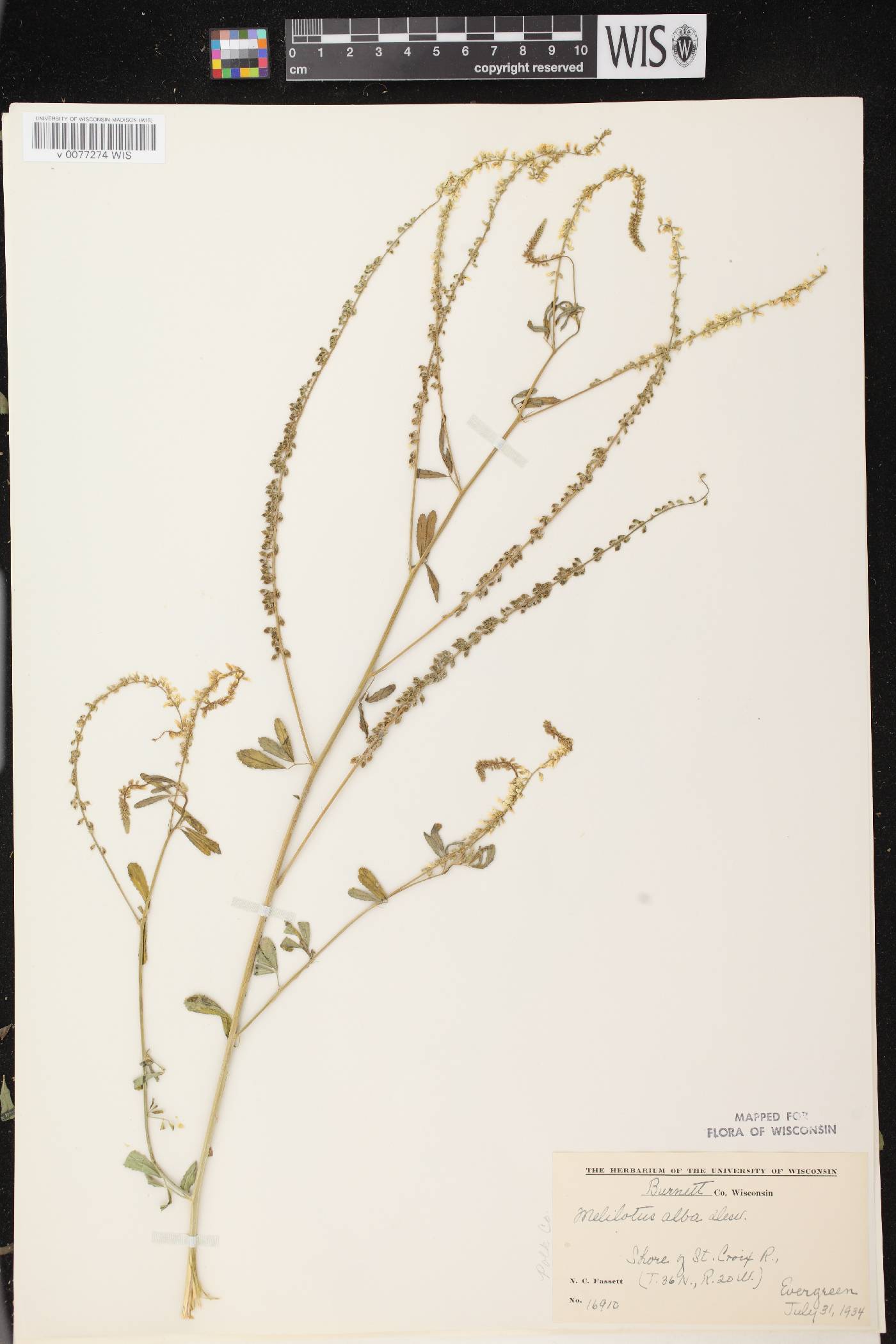 Melilotus albus image