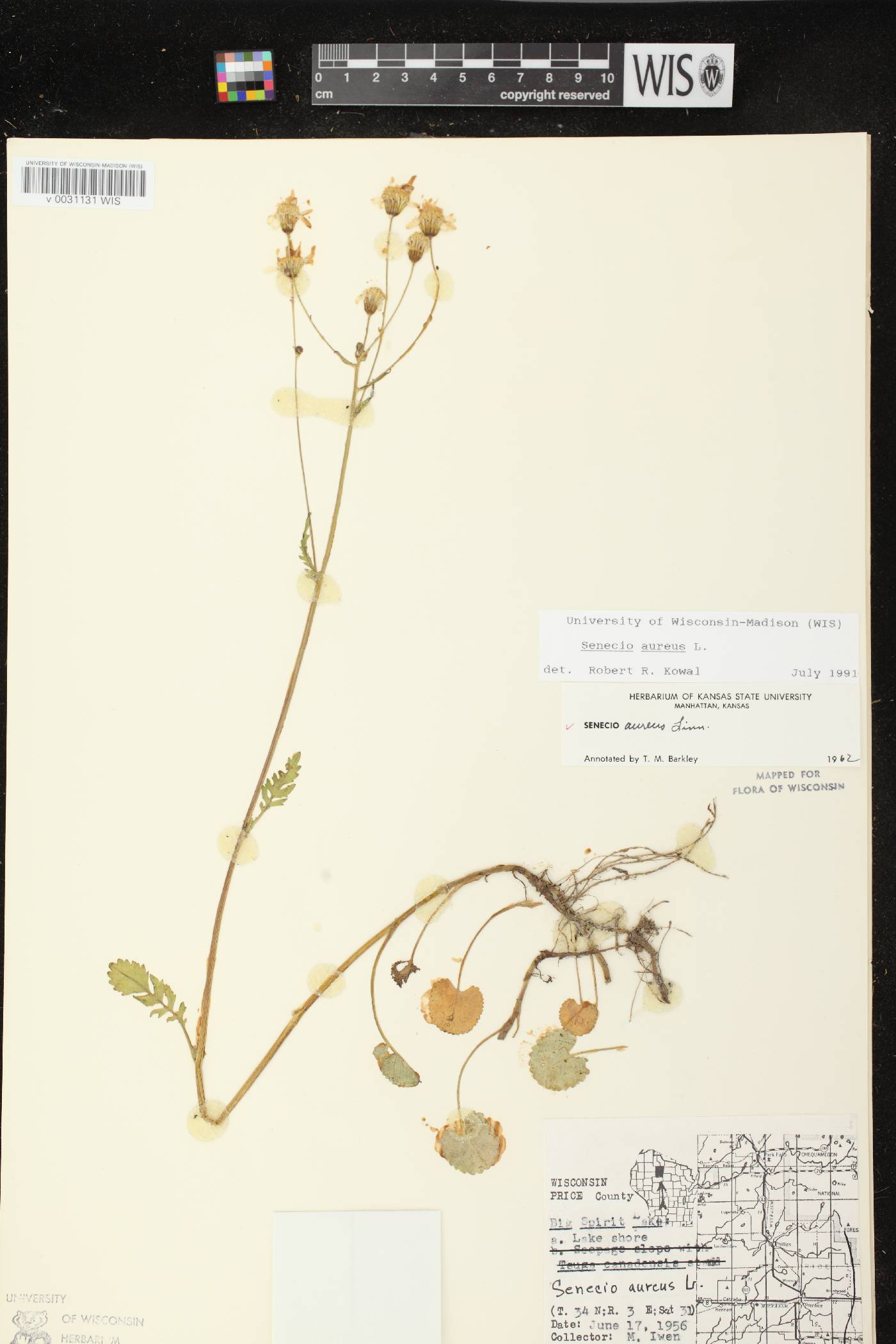 Packera aurea image
