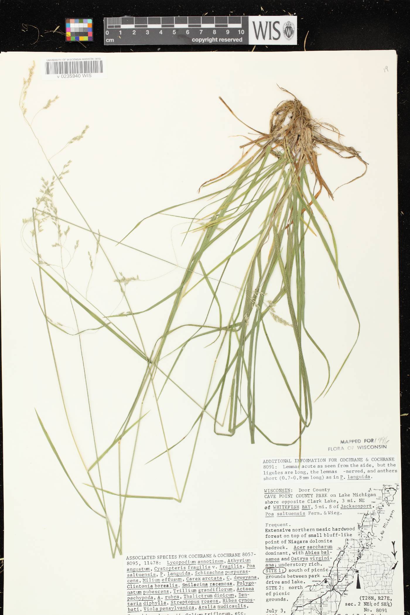 Poa saltuensis image