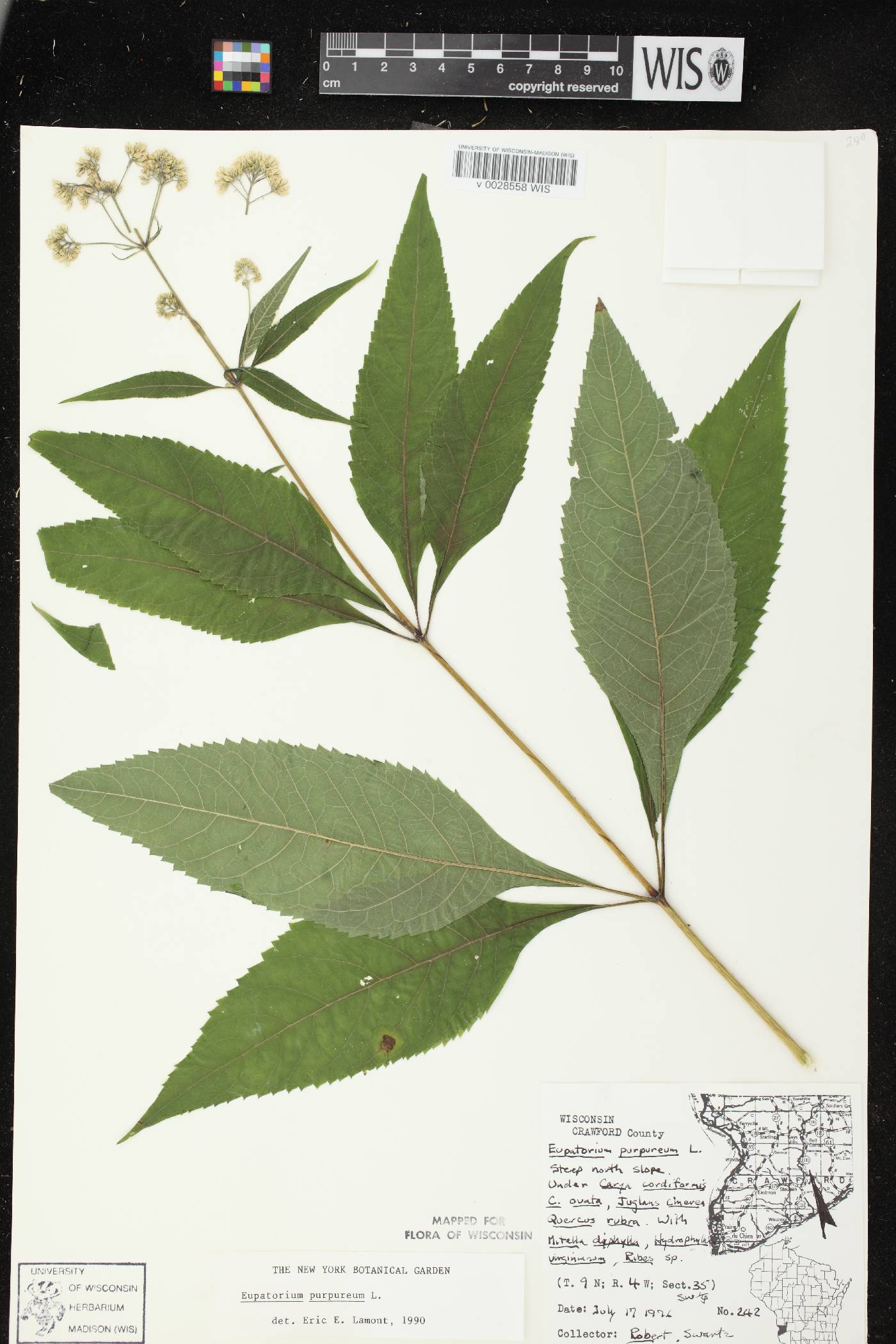 Eutrochium purpureum image