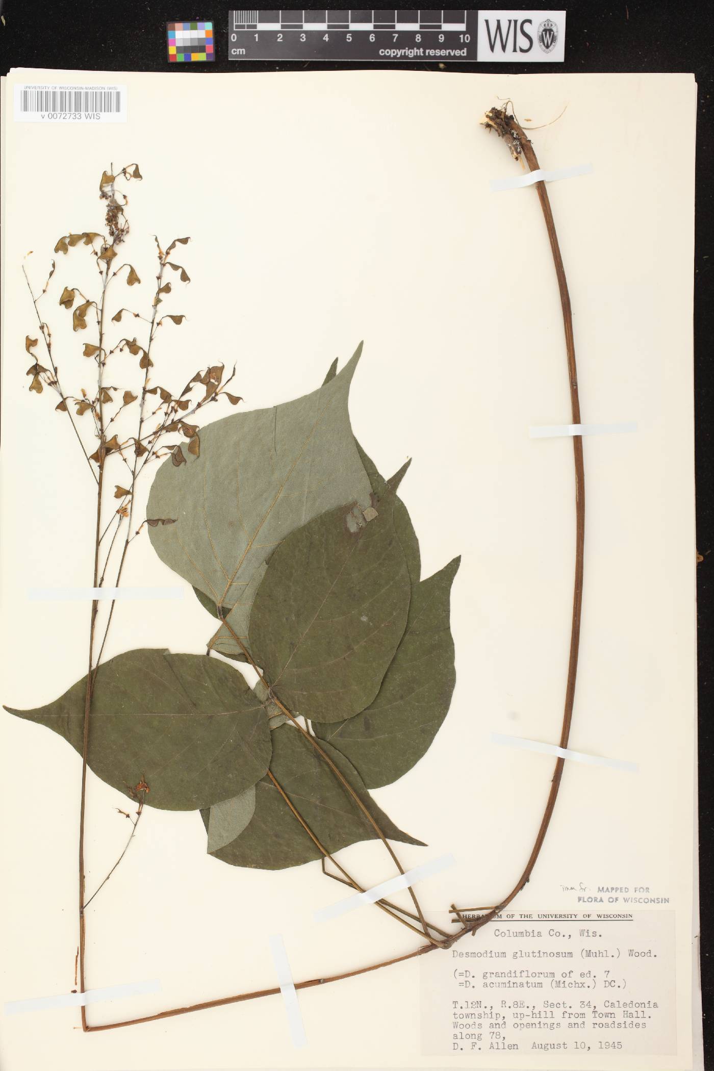 Hylodesmum glutinosum image