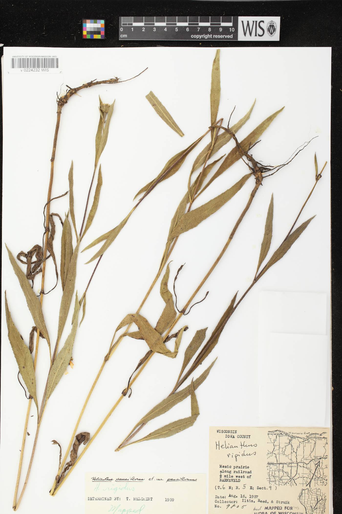 Helianthus pauciflorus subsp. pauciflorus image