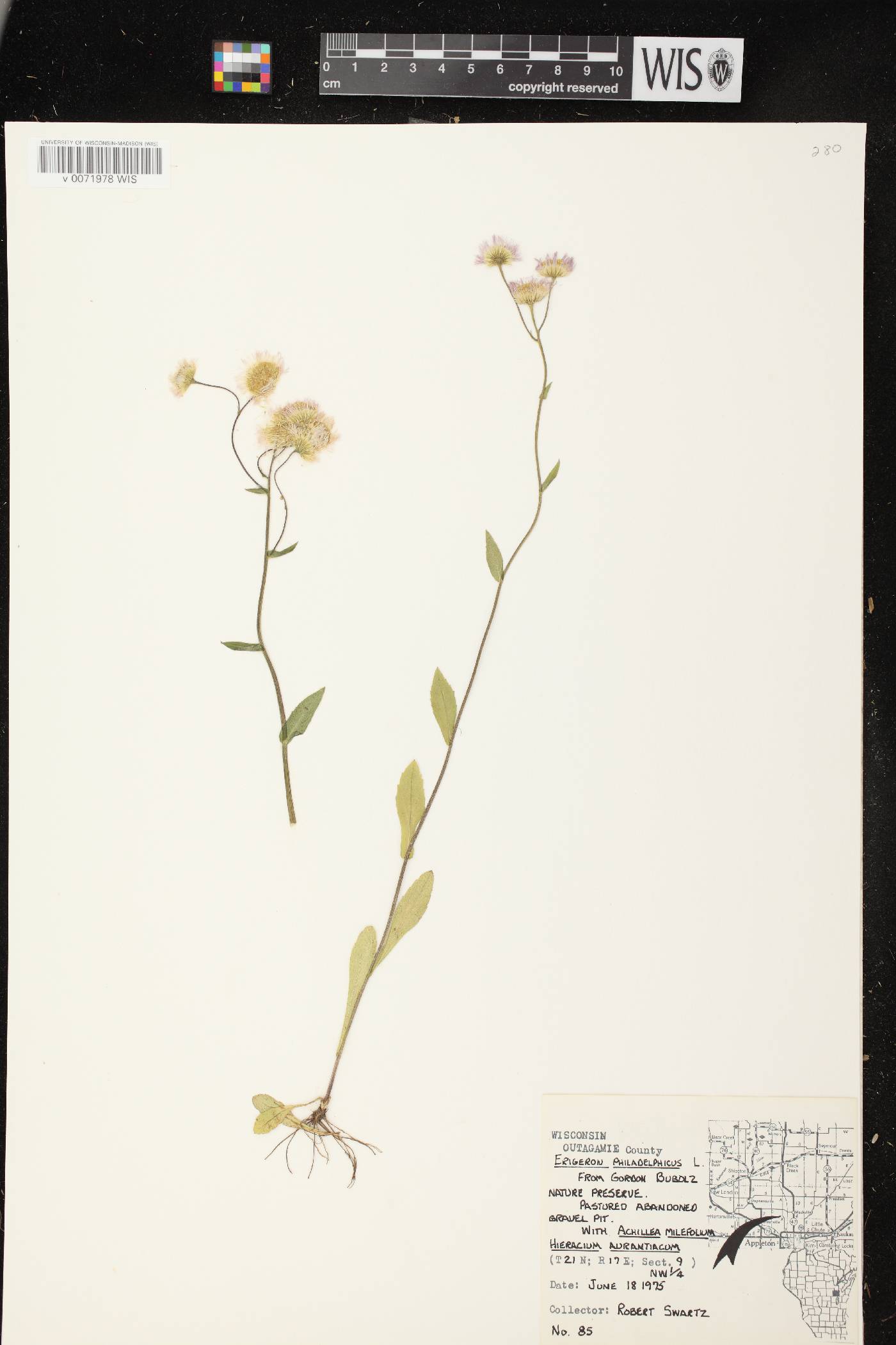 Erigeron philadelphicus var. philadelphicus image