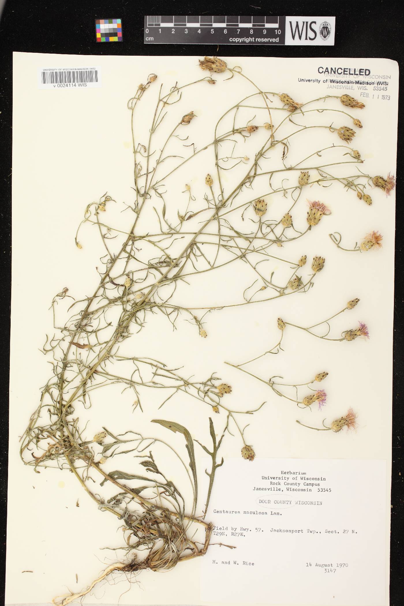 Centaurea stoebe image