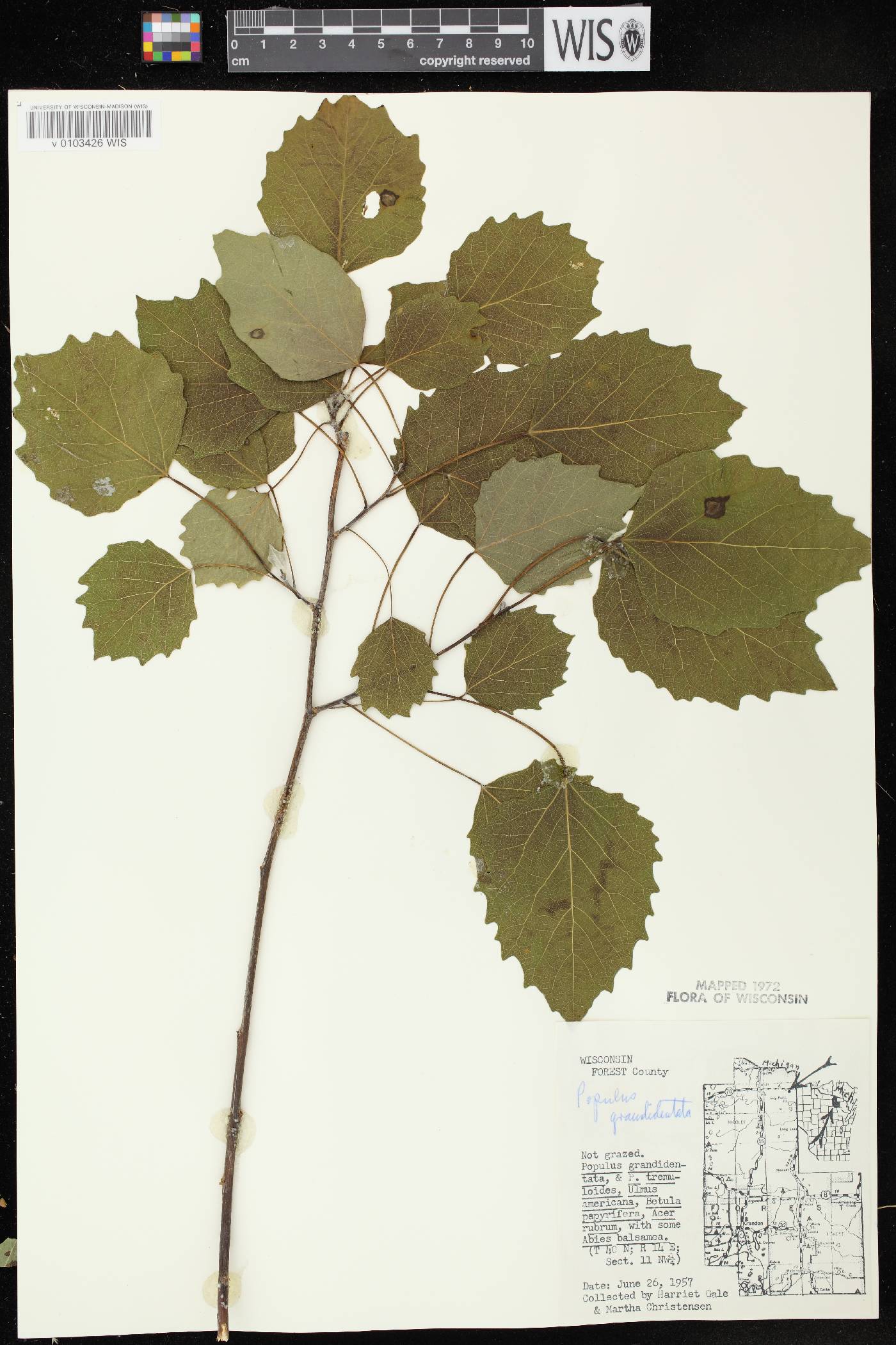 Populus grandidentata image