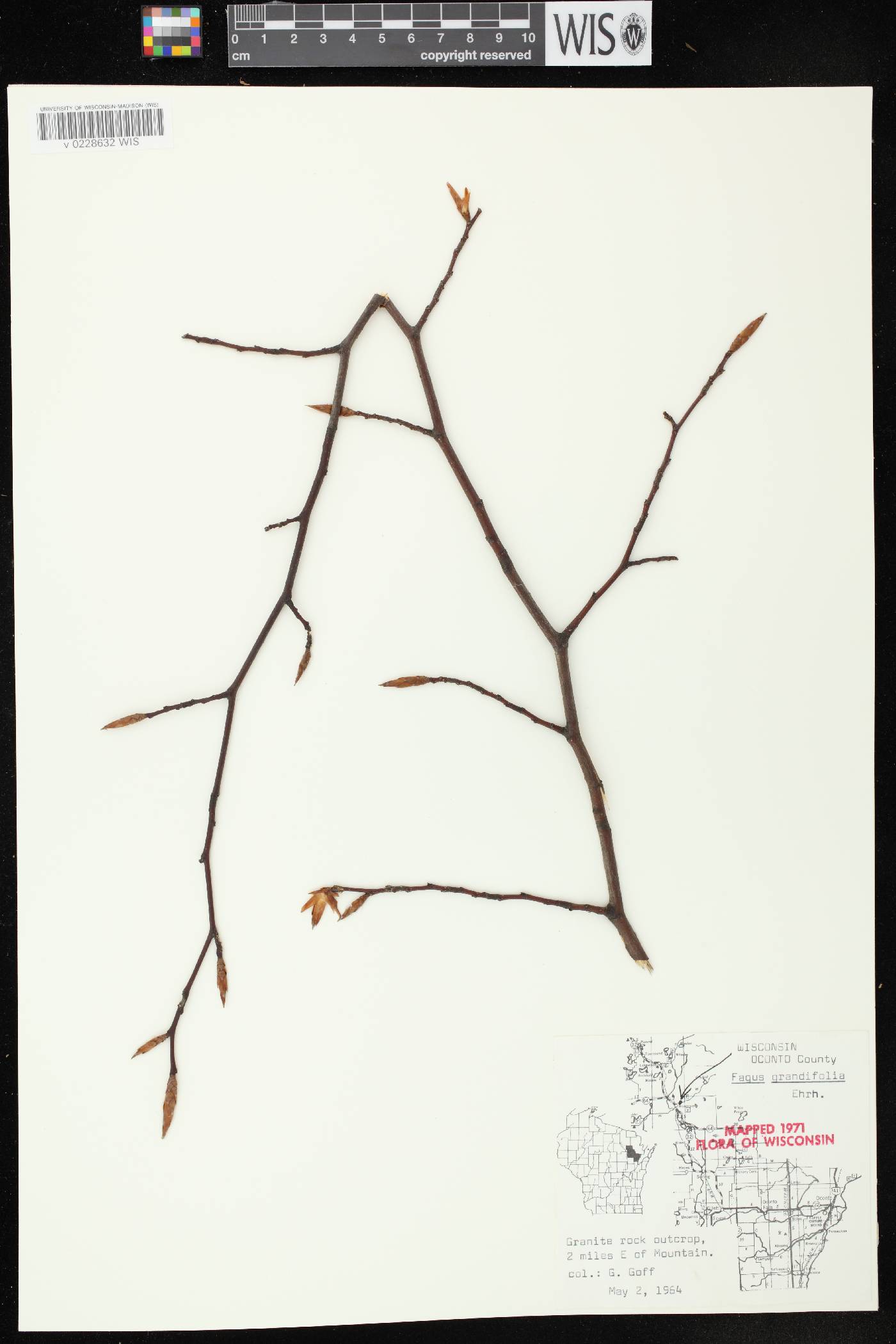 Fagus grandifolia image