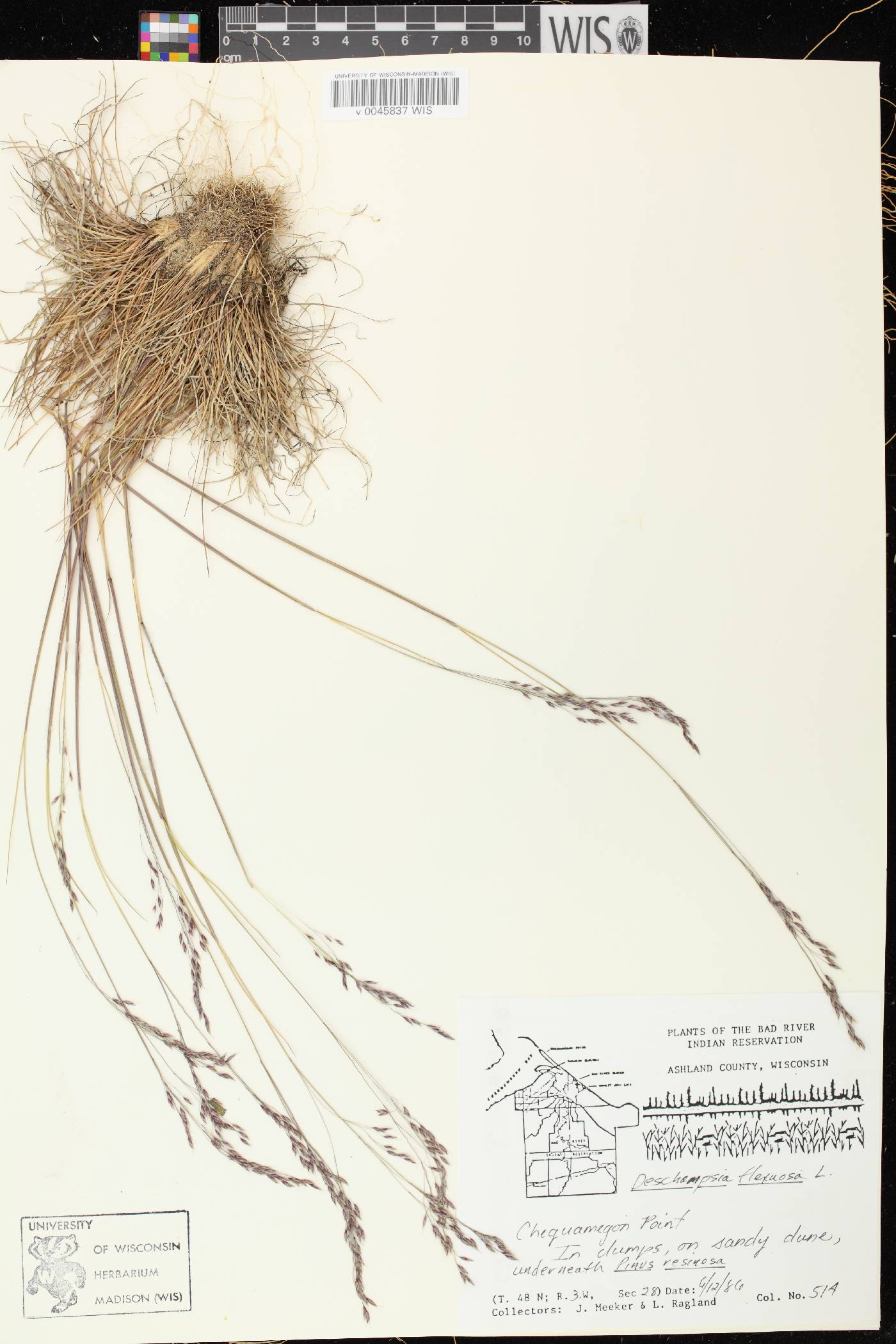 Avenella flexuosa image