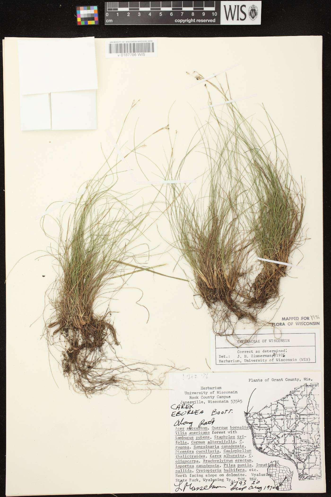 Carex eburnea image
