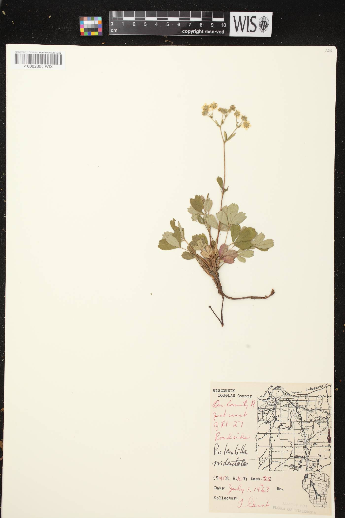Sibbaldiopsis tridentata image