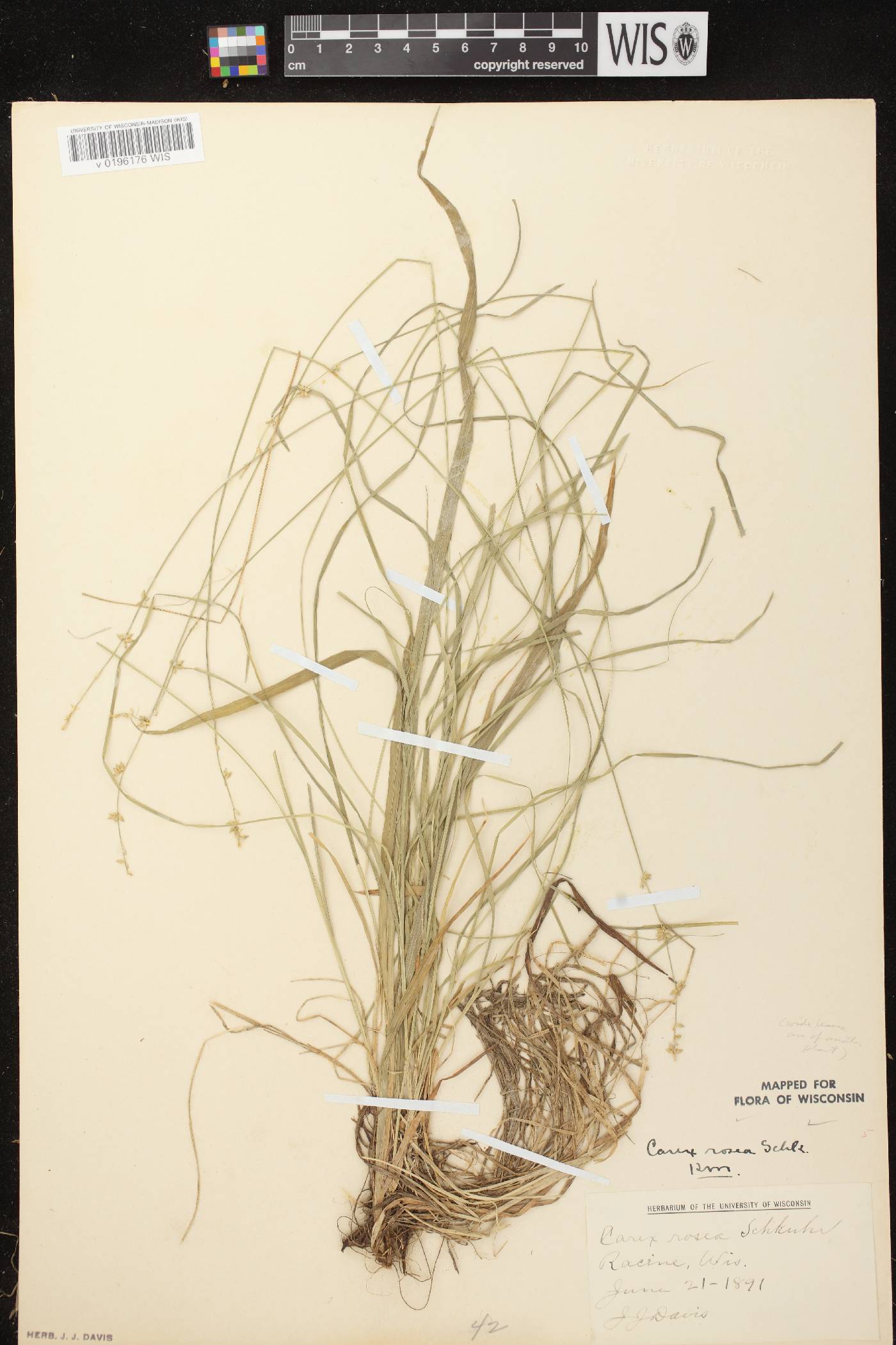 Carex radiata image