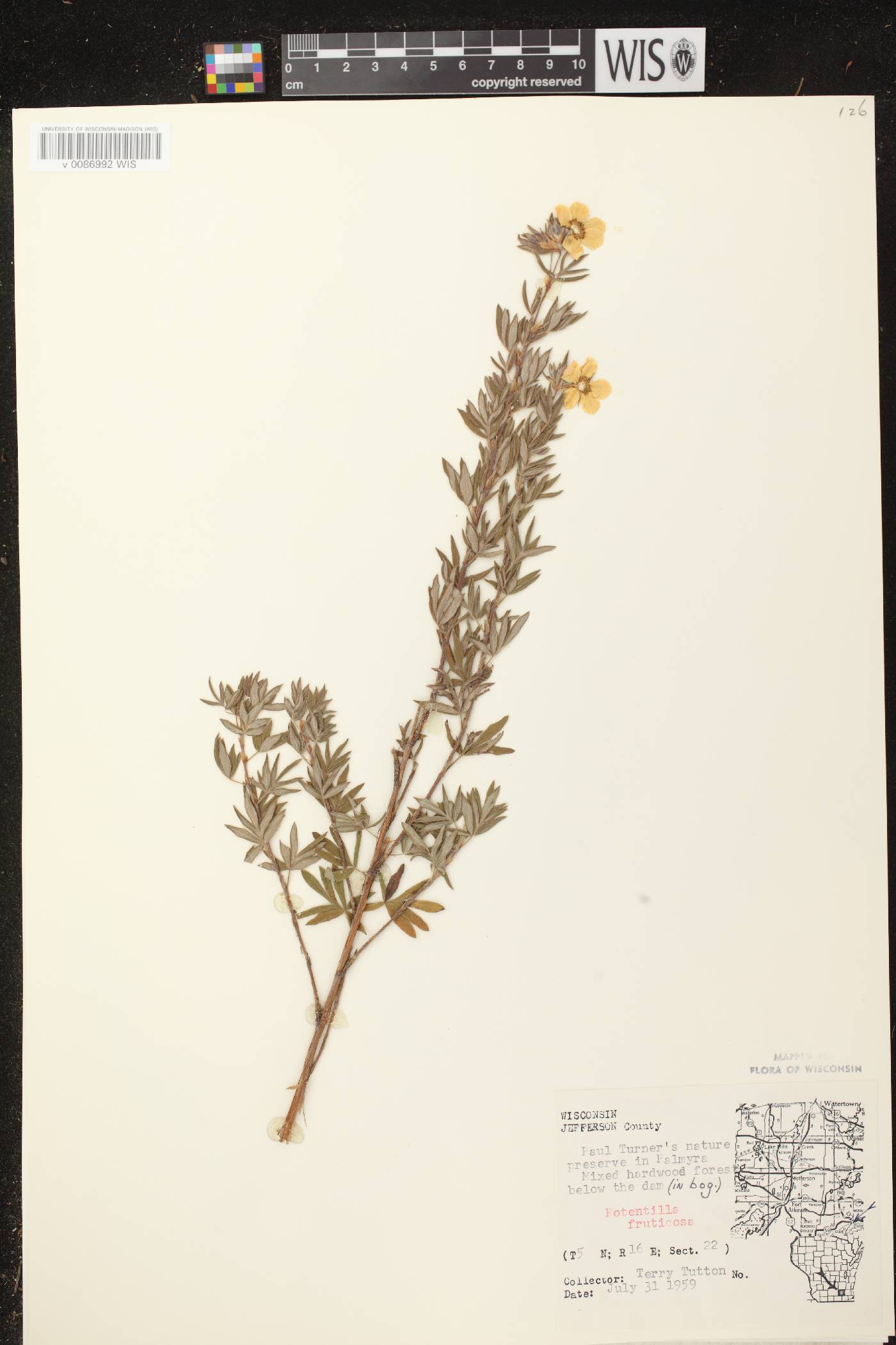Dasiphora fruticosa image