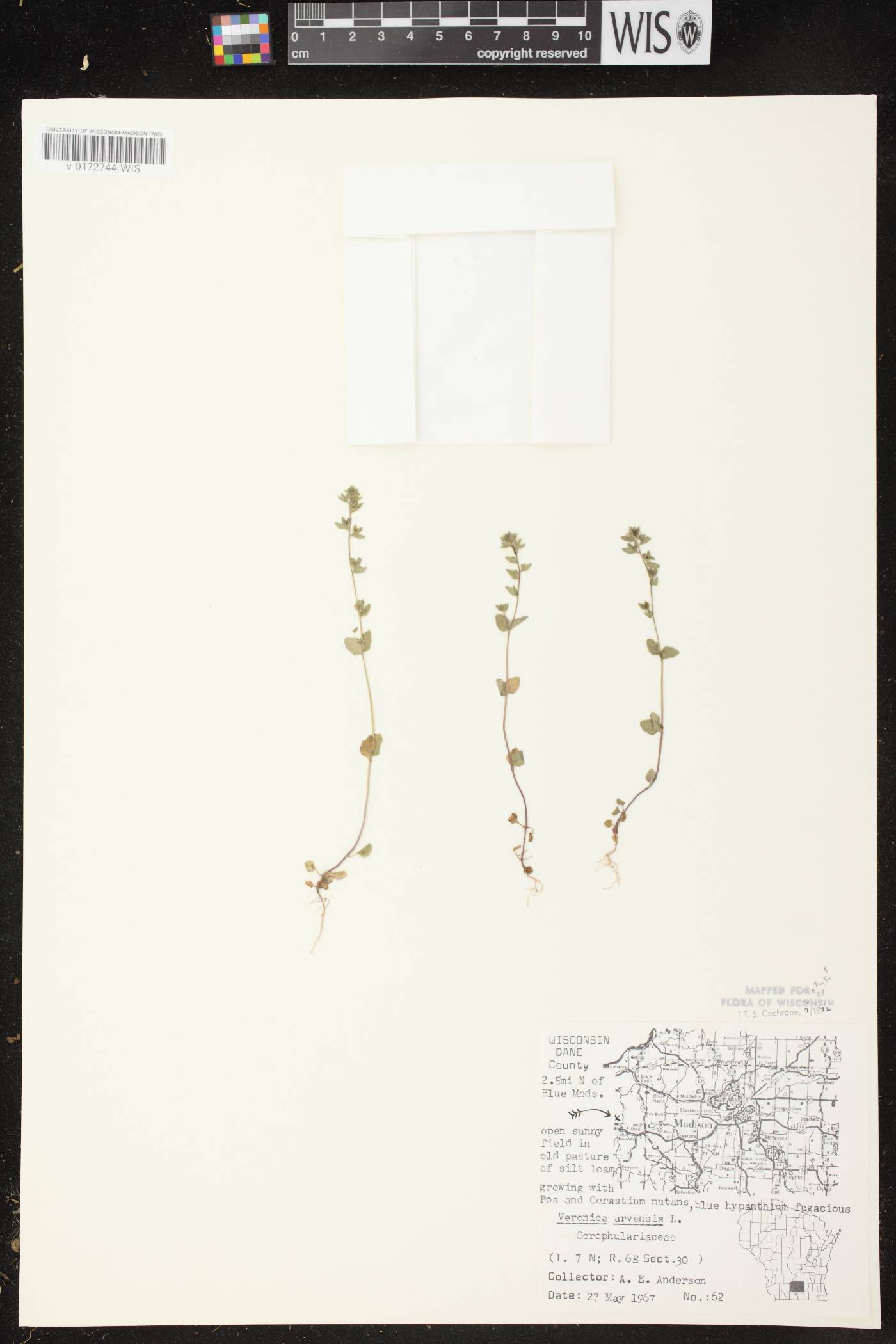 Veronica arvensis image