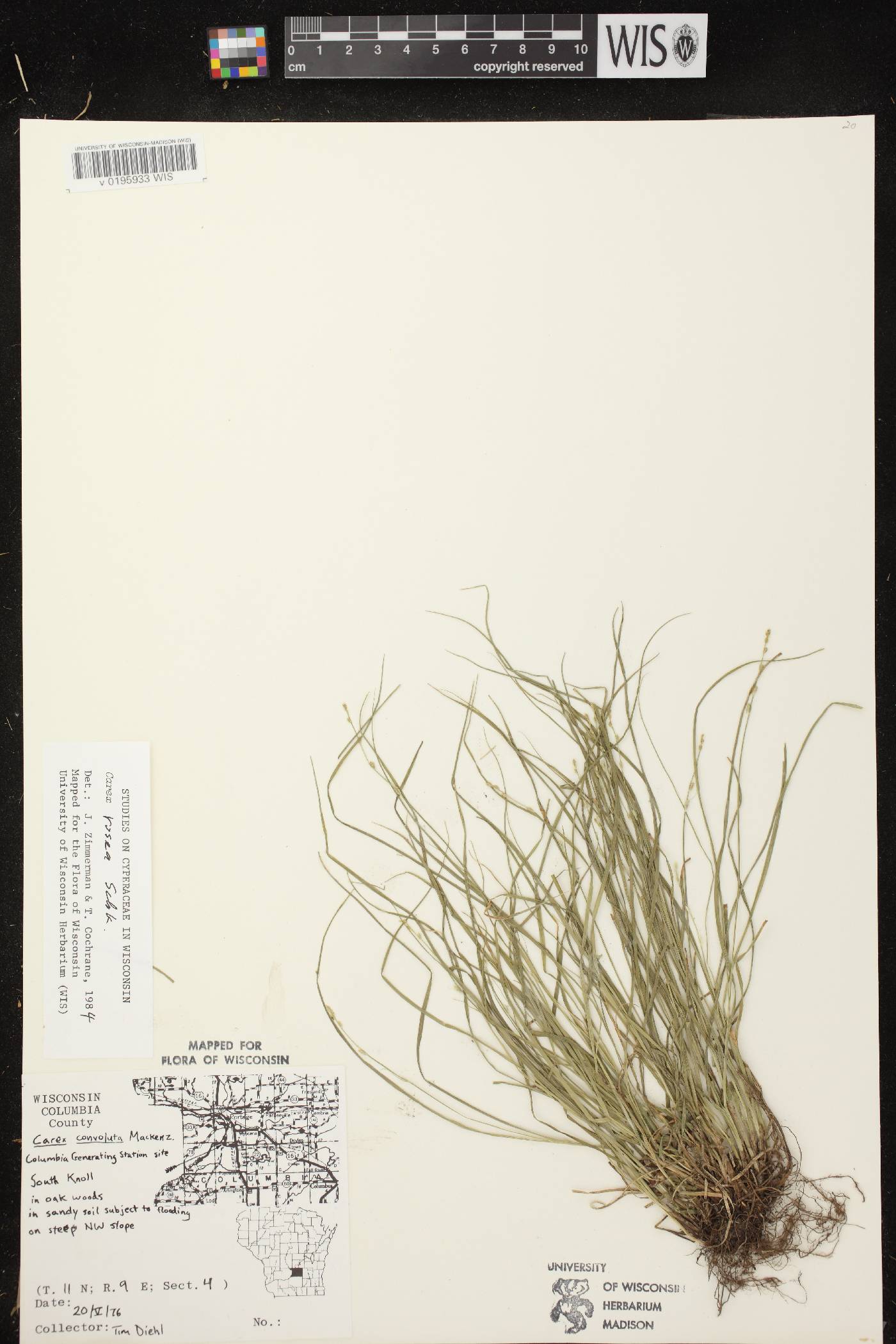 Carex radiata image