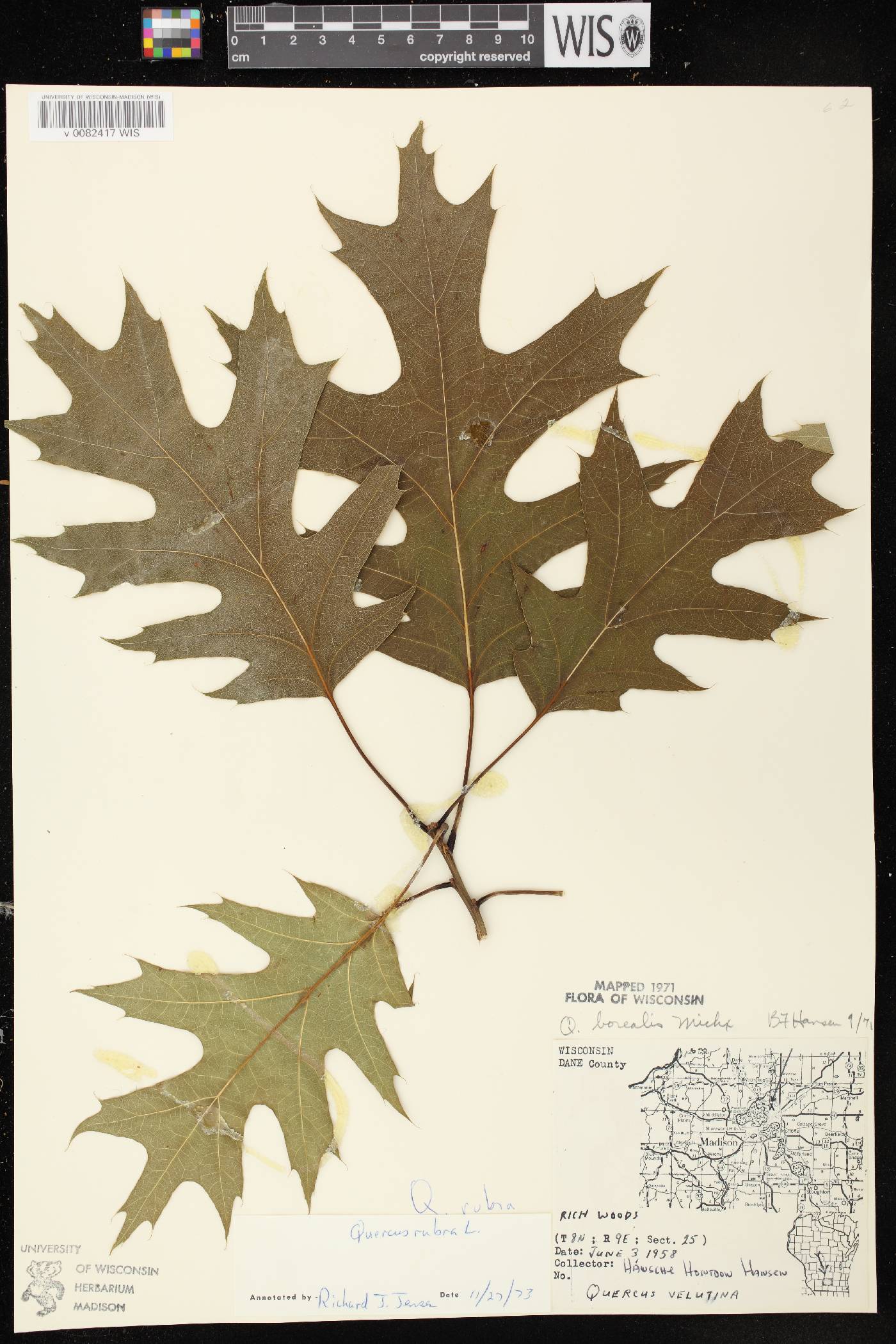 Quercus rubra image