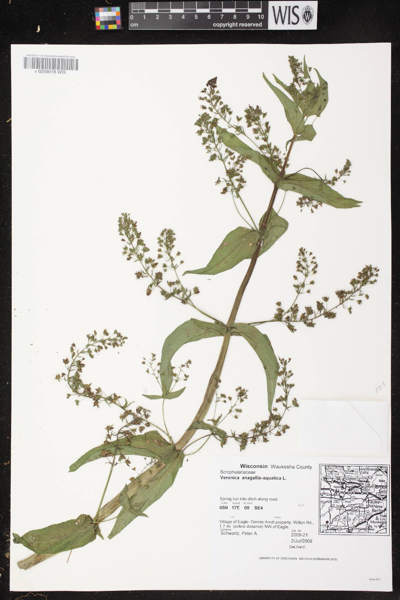 Veronica anagallis-aquatica image