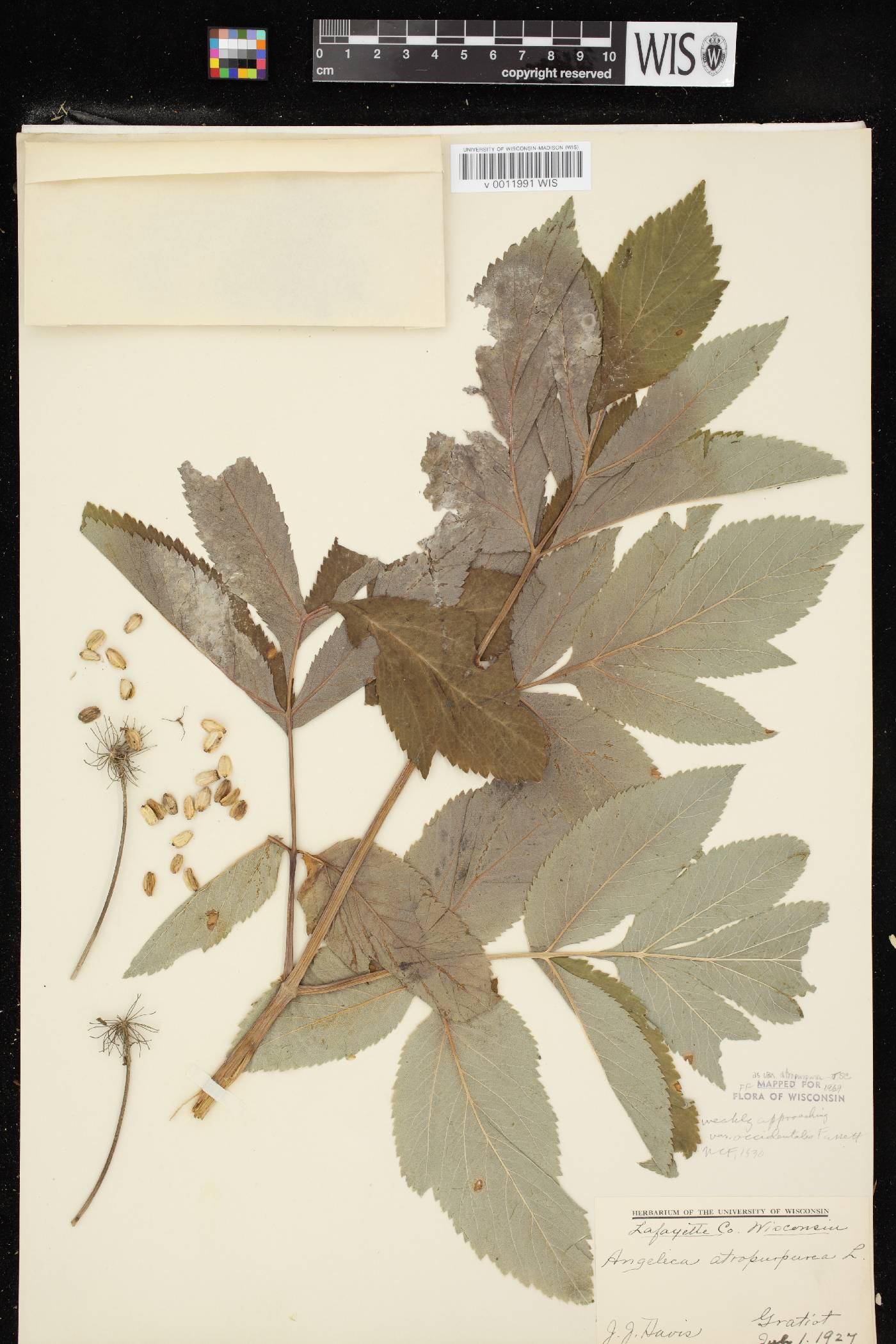 Angelica atropurpurea var. atropurpurea image