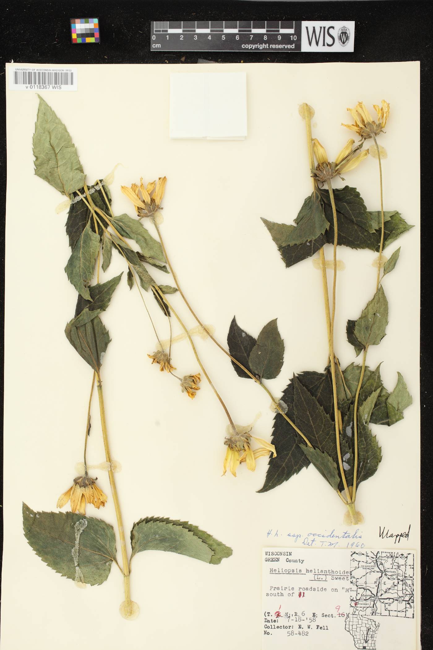Heliopsis helianthoides image