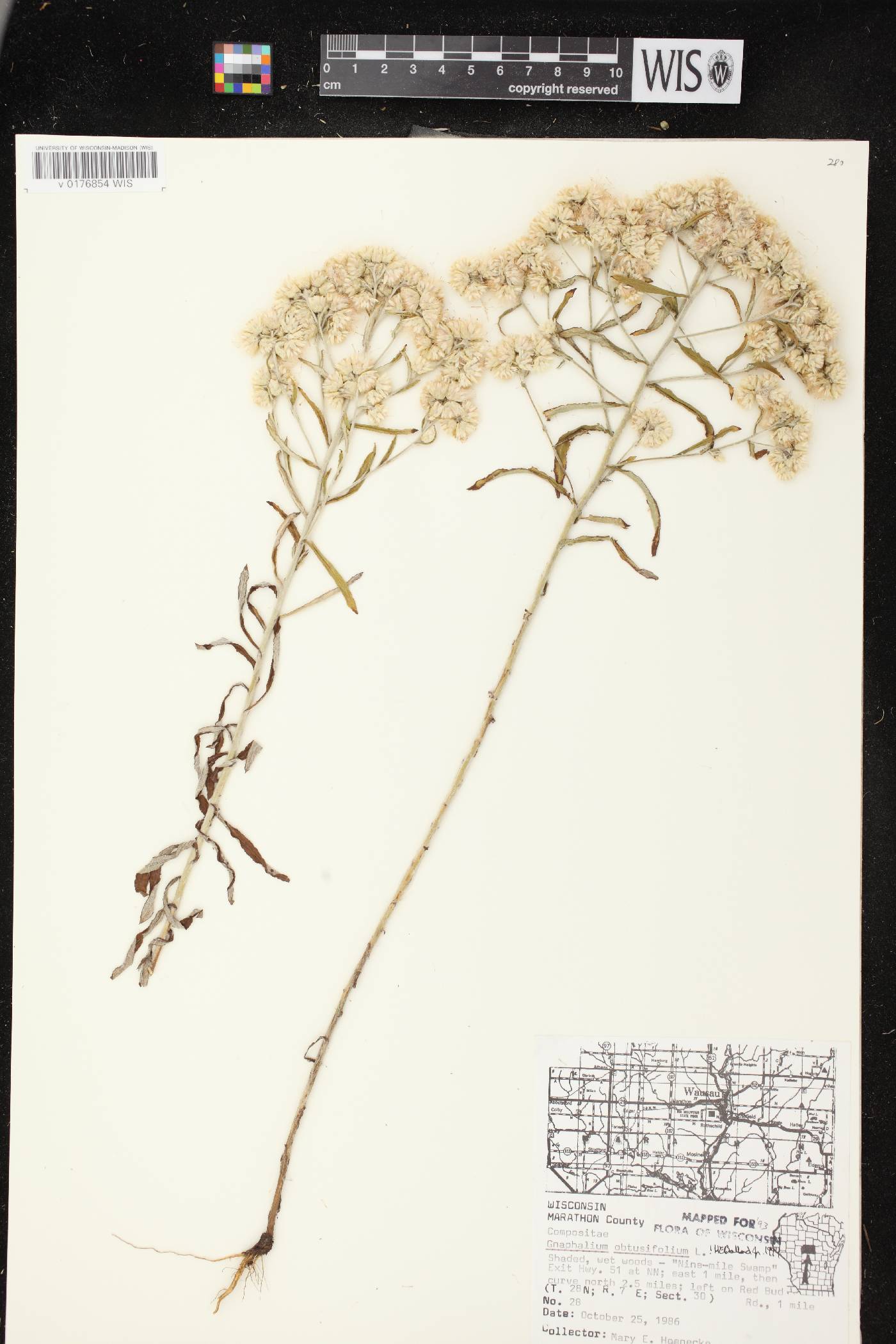 Pseudognaphalium obtusifolium image