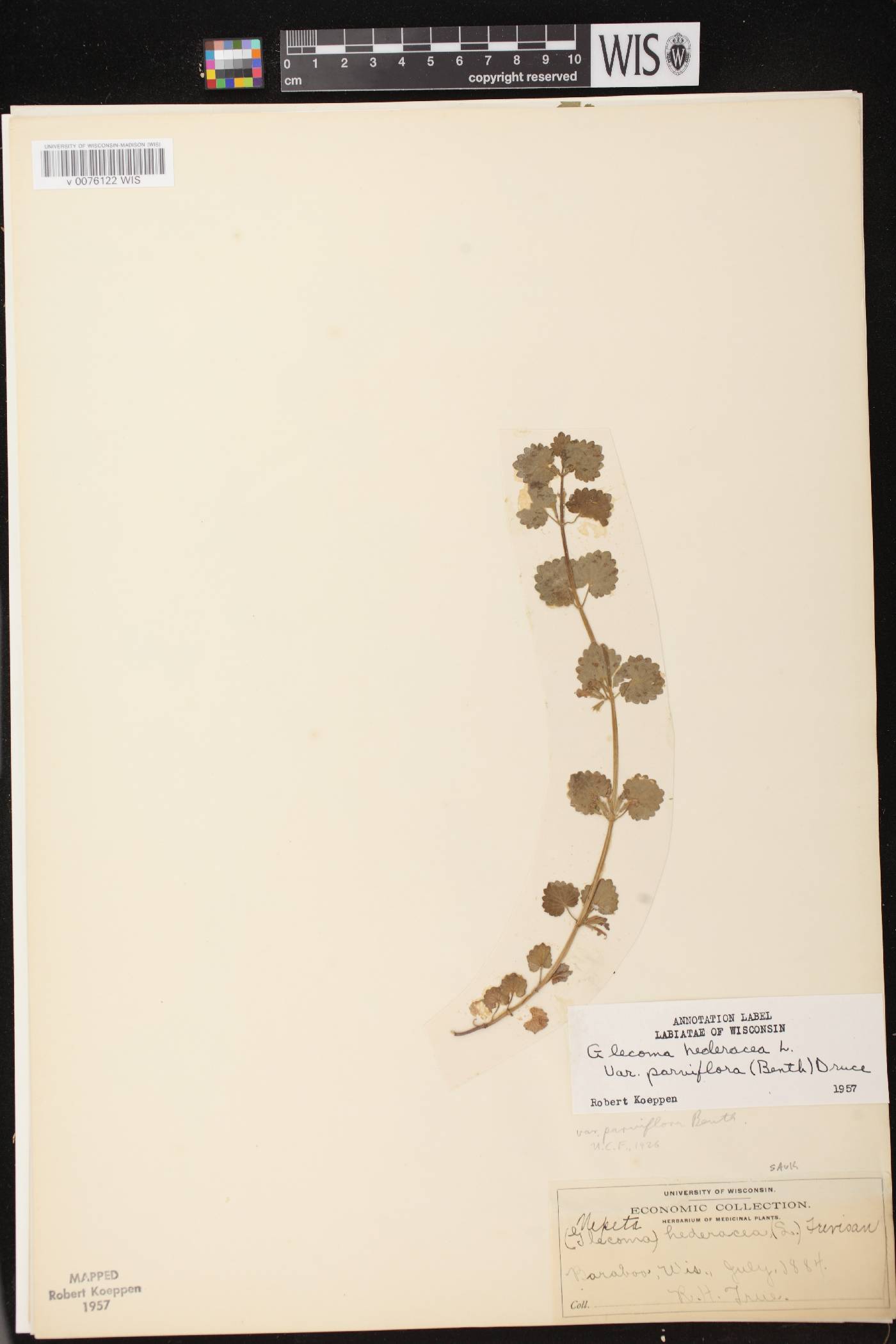 Glechoma hederacea image