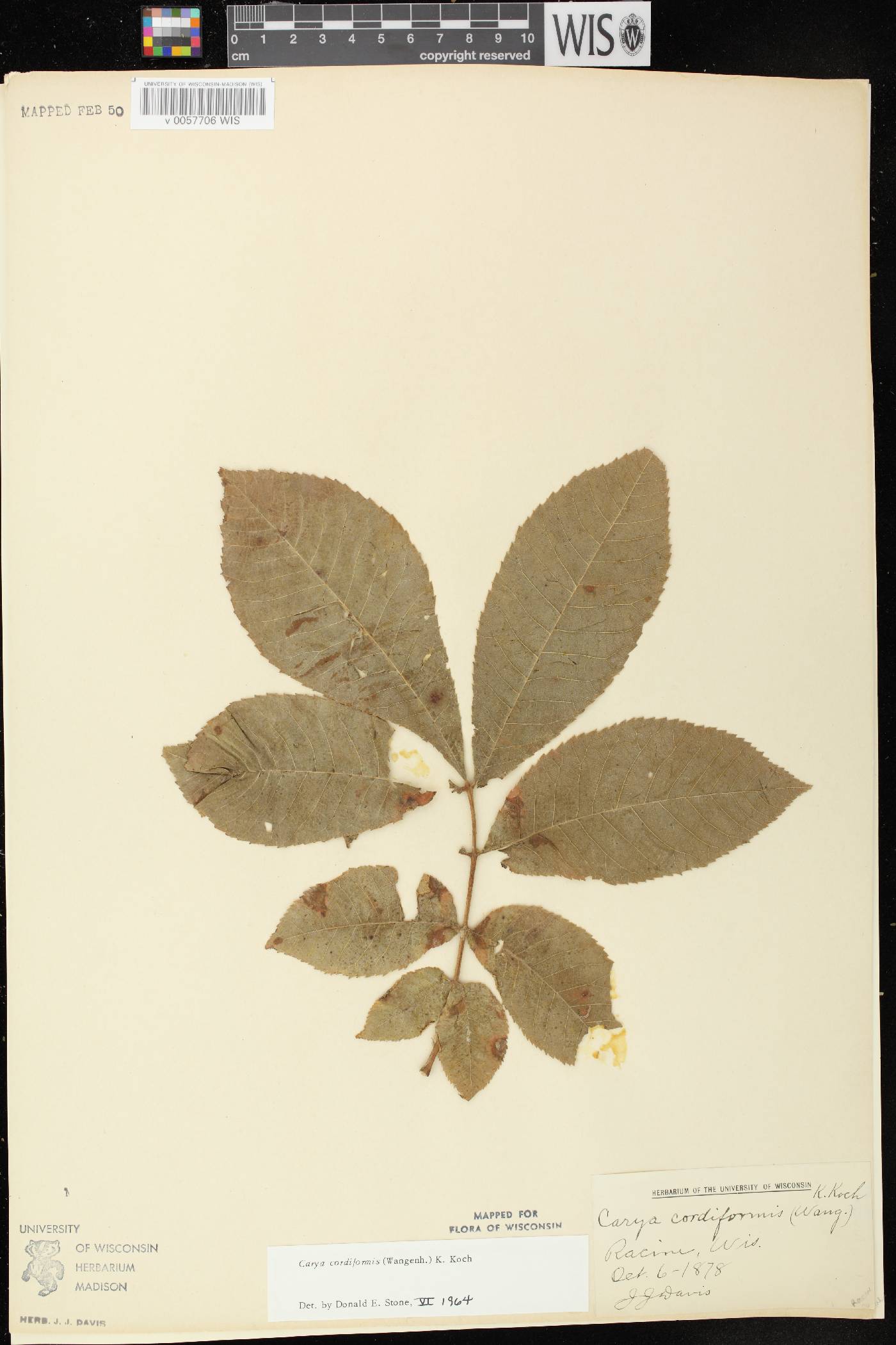 Carya cordiformis image