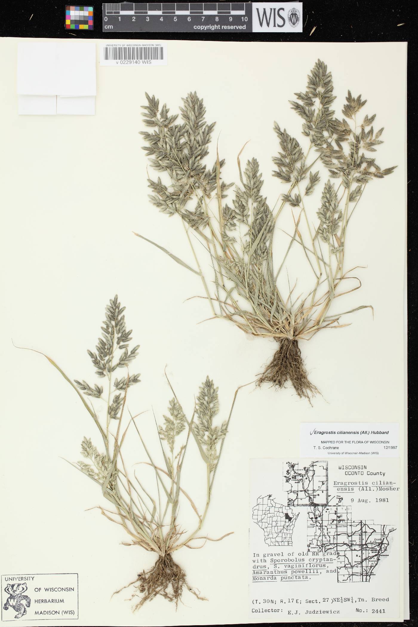 Eragrostis cilianensis image