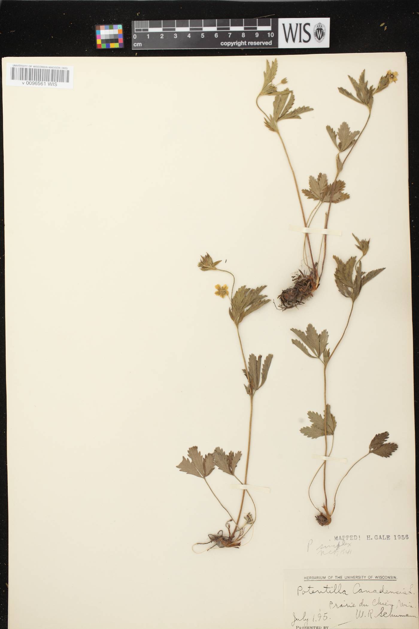 Potentilla simplex image