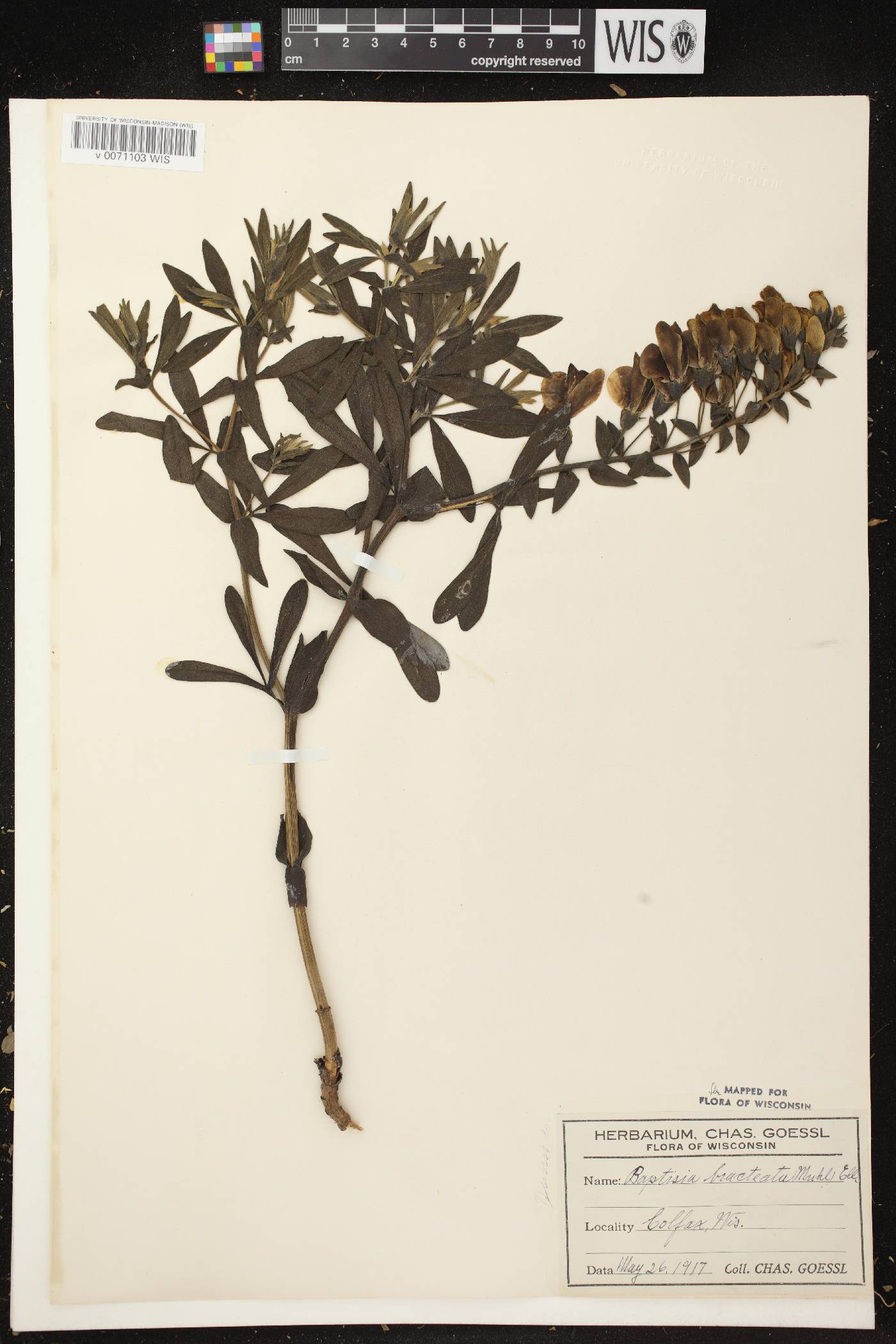 Baptisia leucophaea image