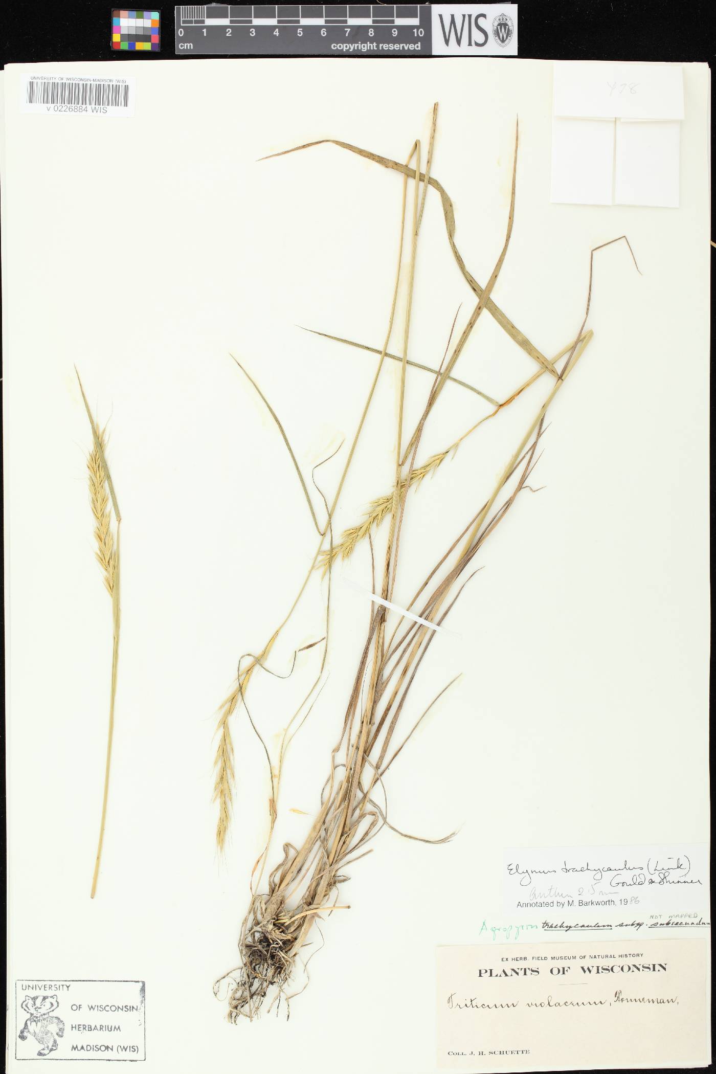 Elymus trachycaulus subsp. subsecundus image