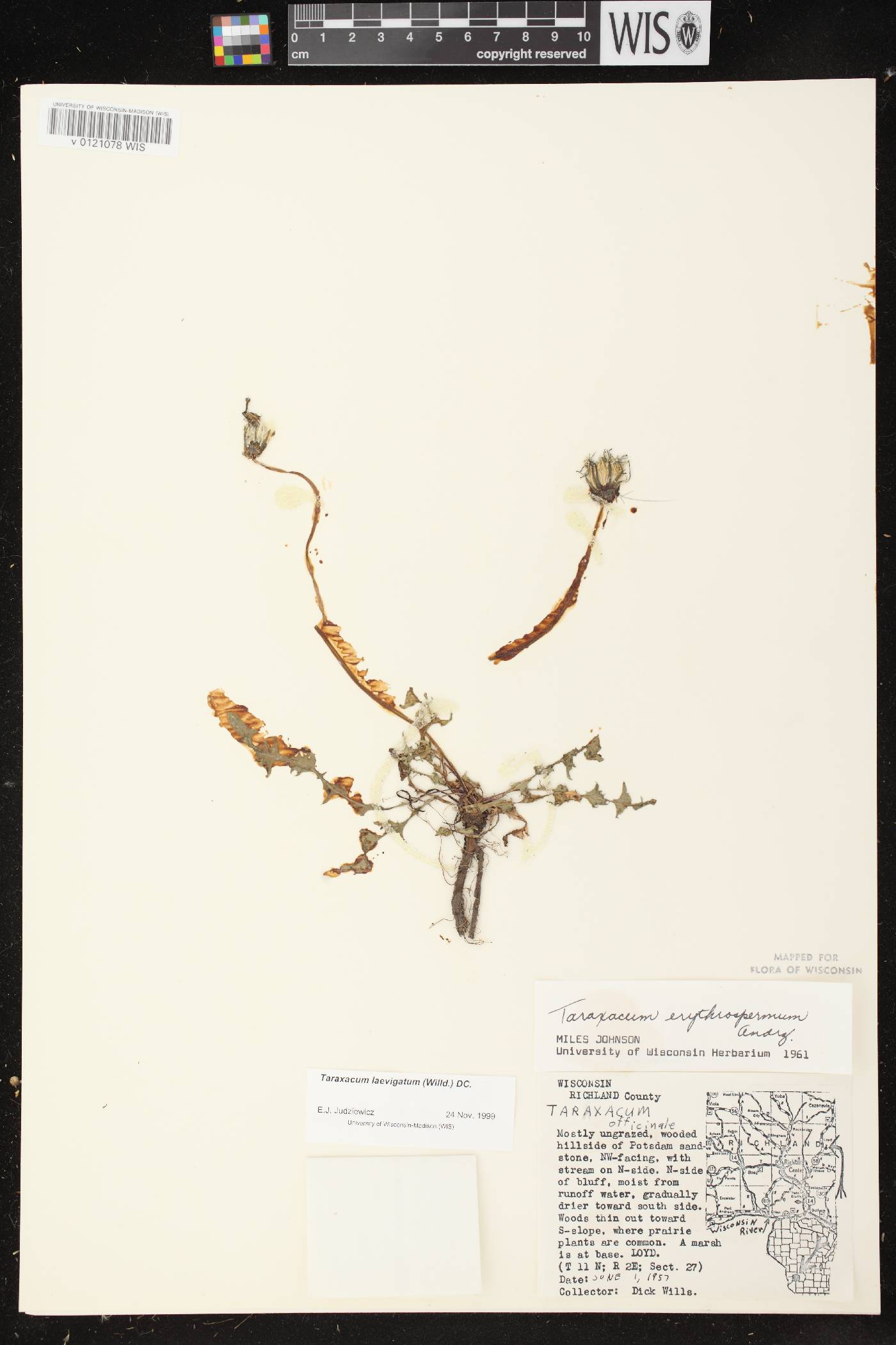 Taraxacum erythrospermum image