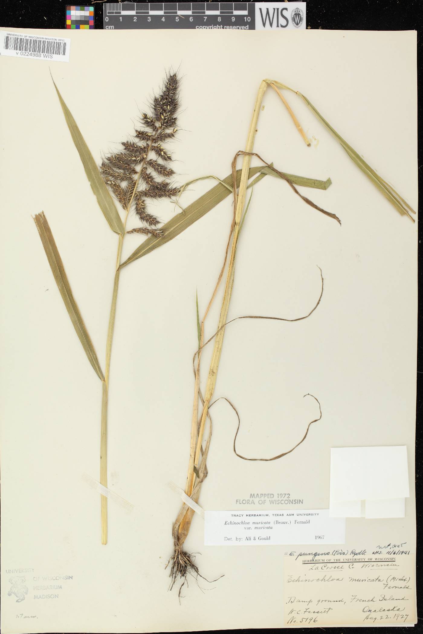 Echinochloa muricata var. muricata image