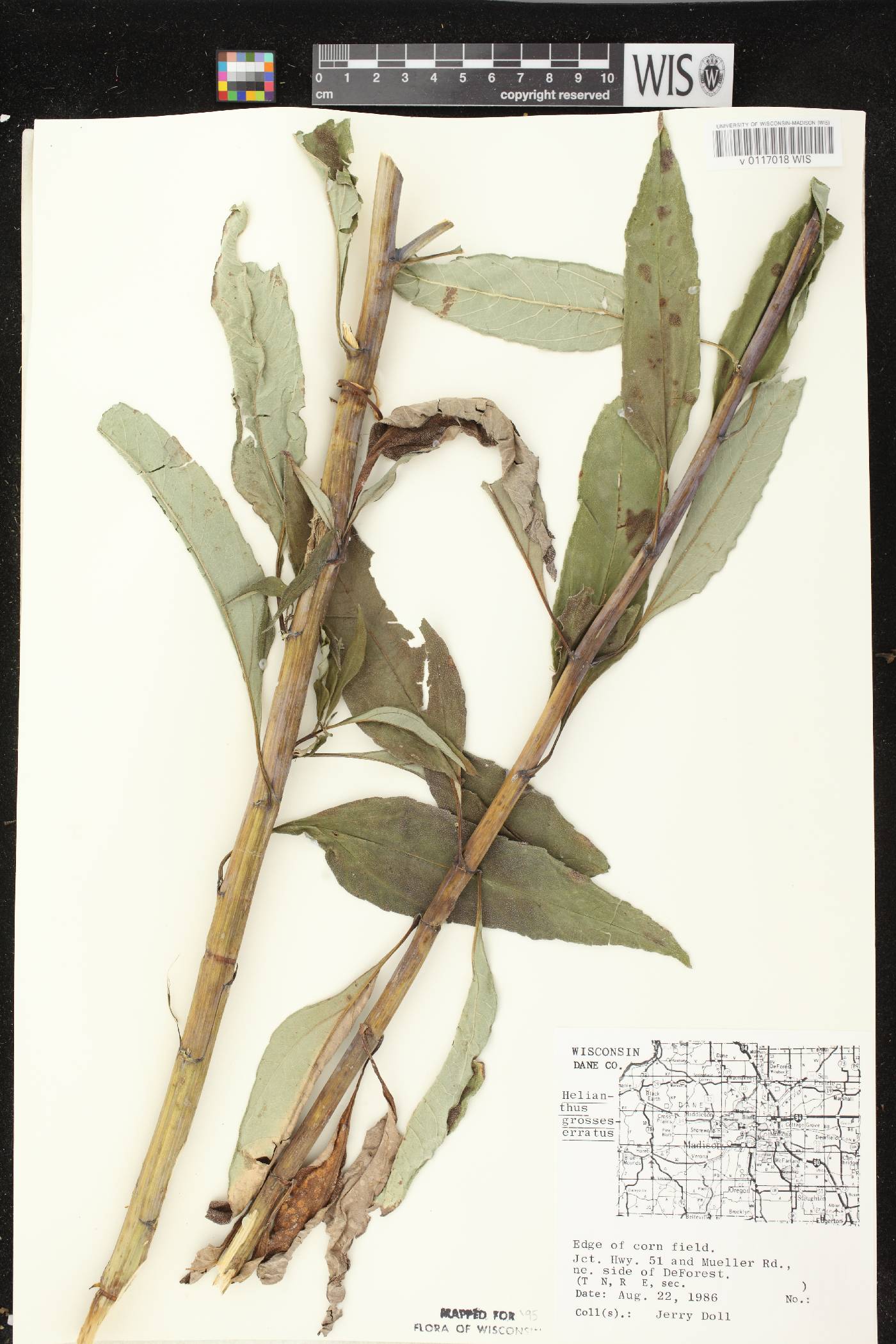 Helianthus grosseserratus image