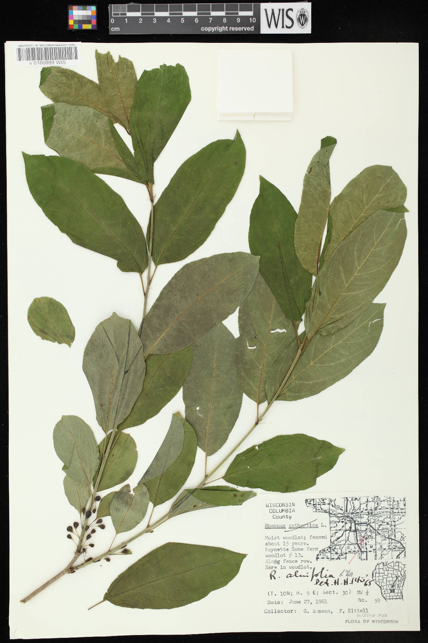 Rhamnus alnifolia image
