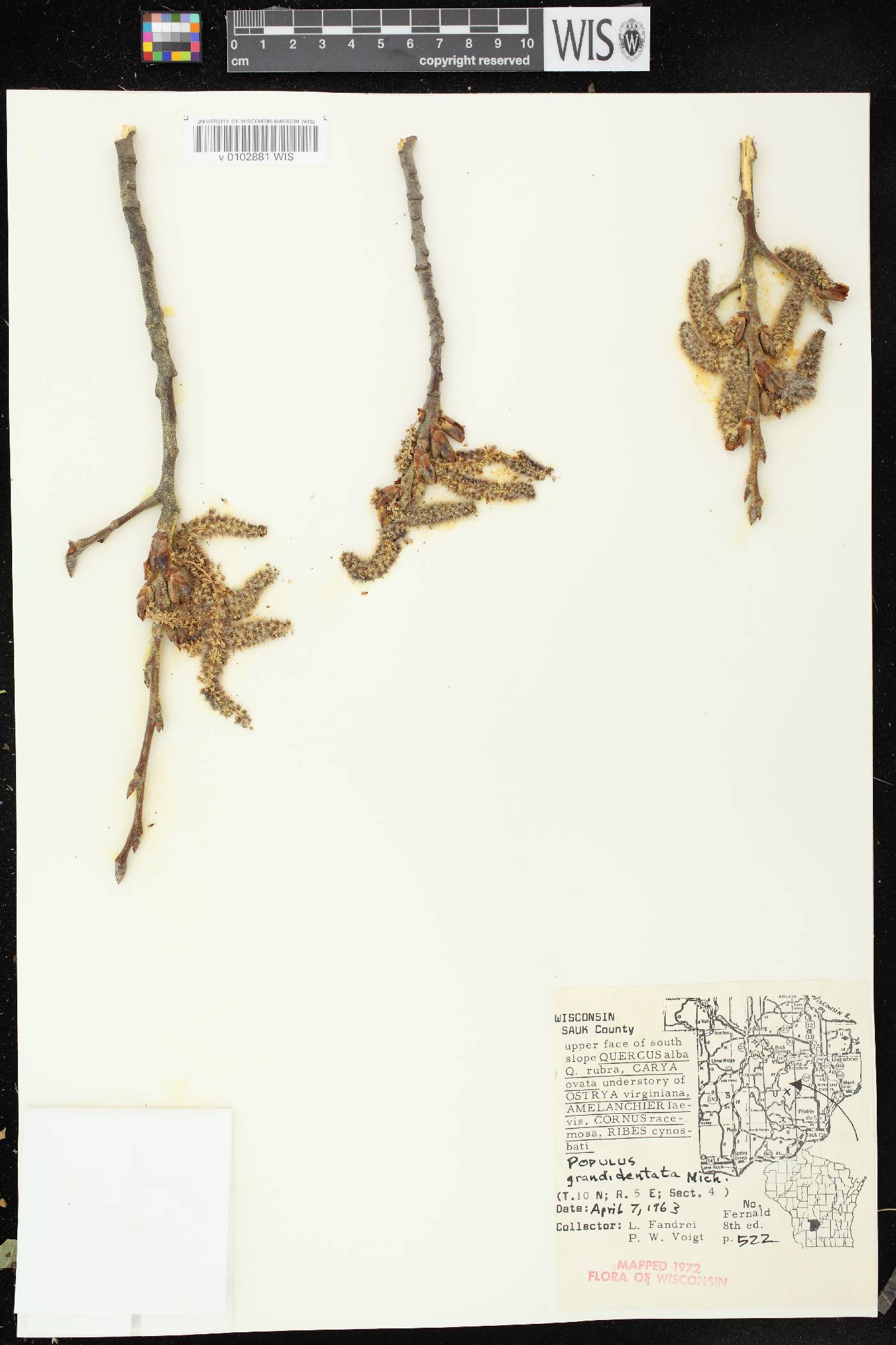 Populus grandidentata image