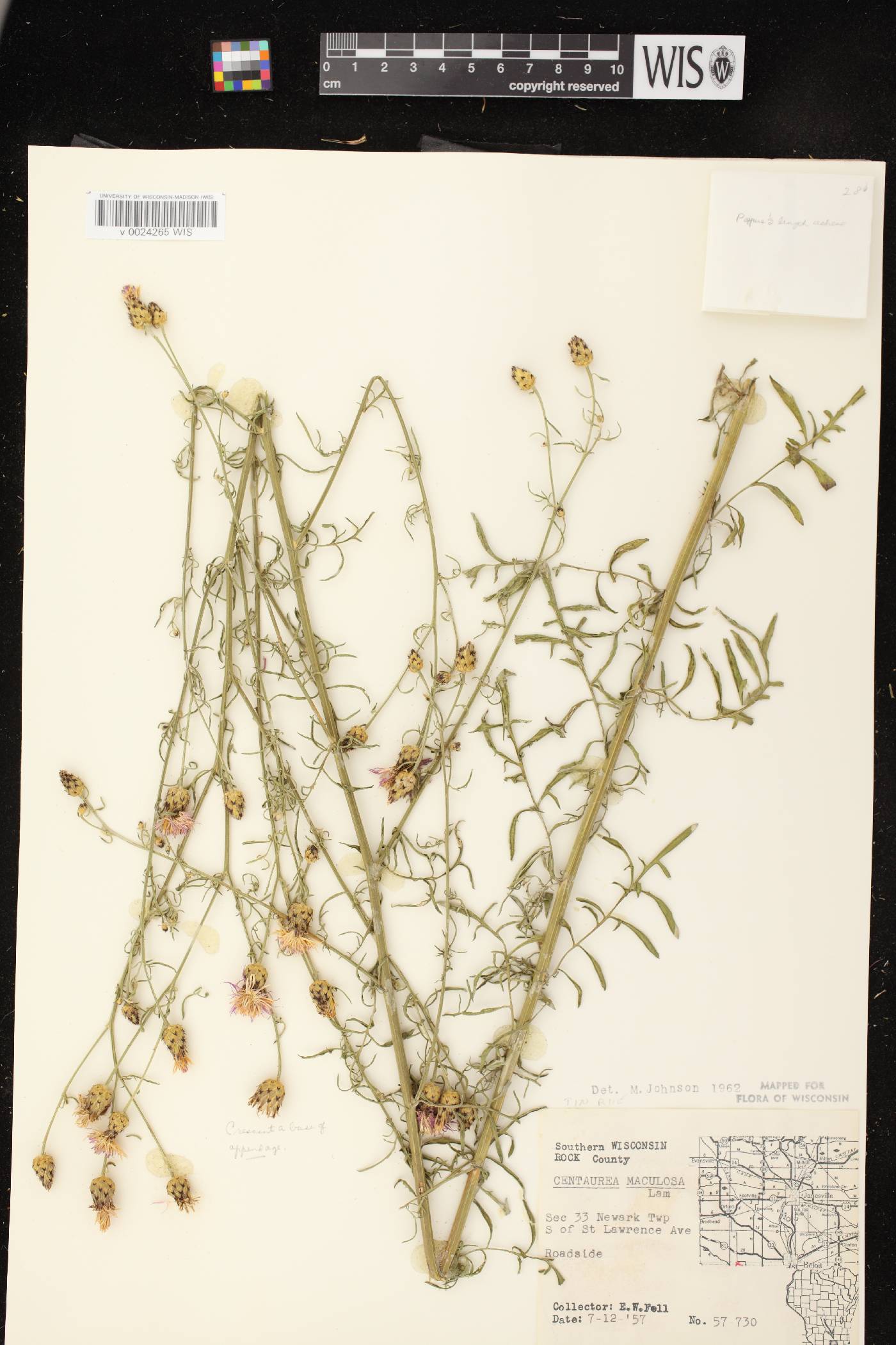 Centaurea stoebe subsp. micranthos image