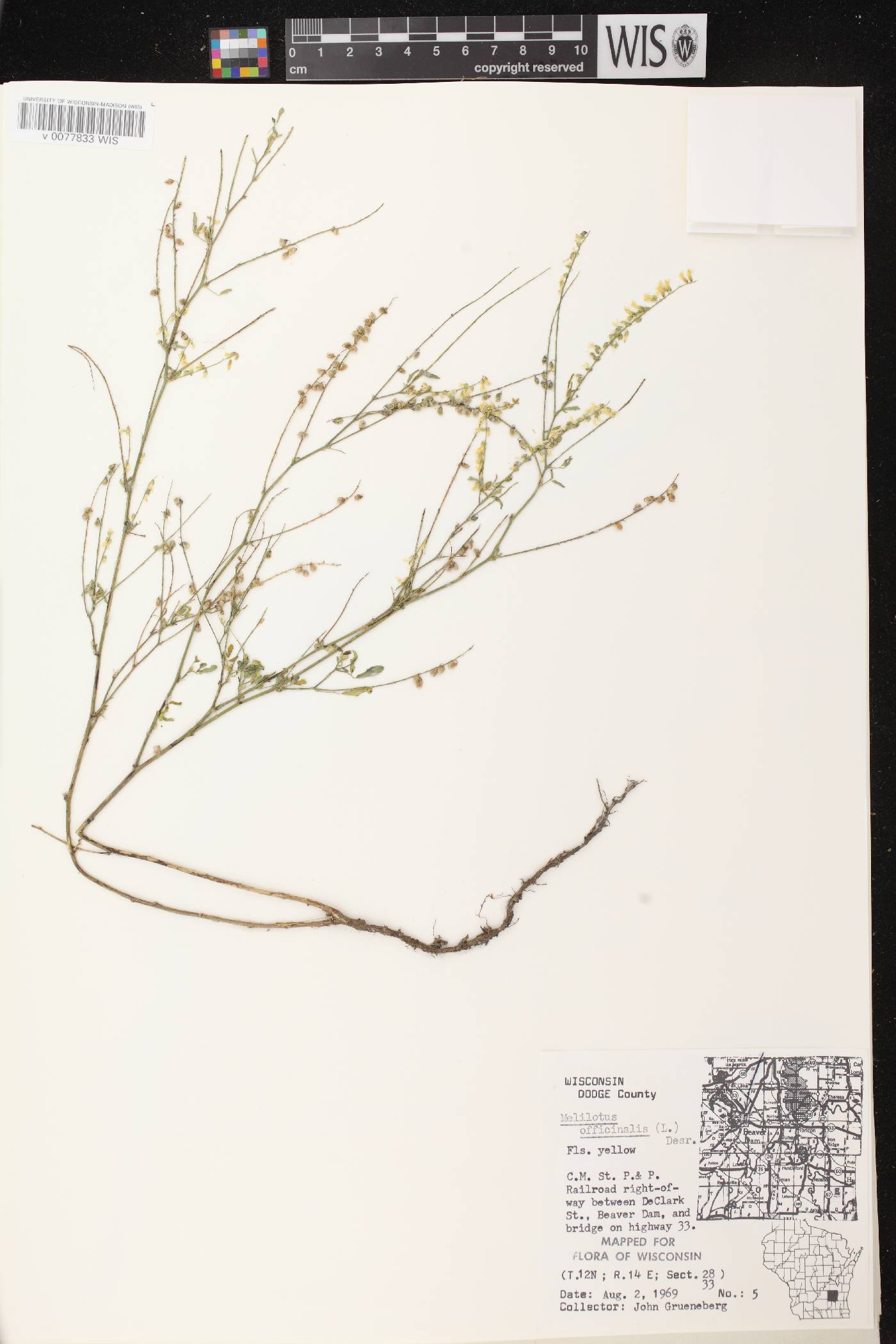 Melilotus officinalis image