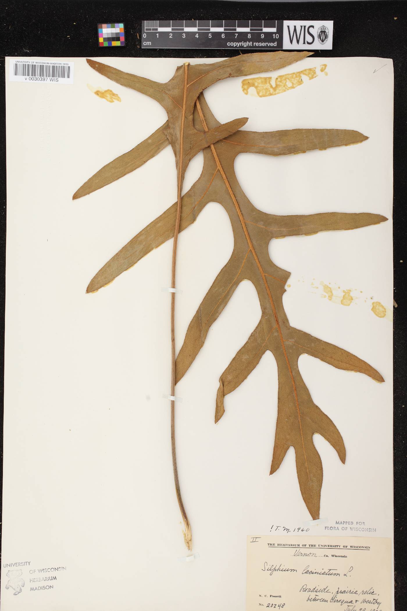 Silphium laciniatum image