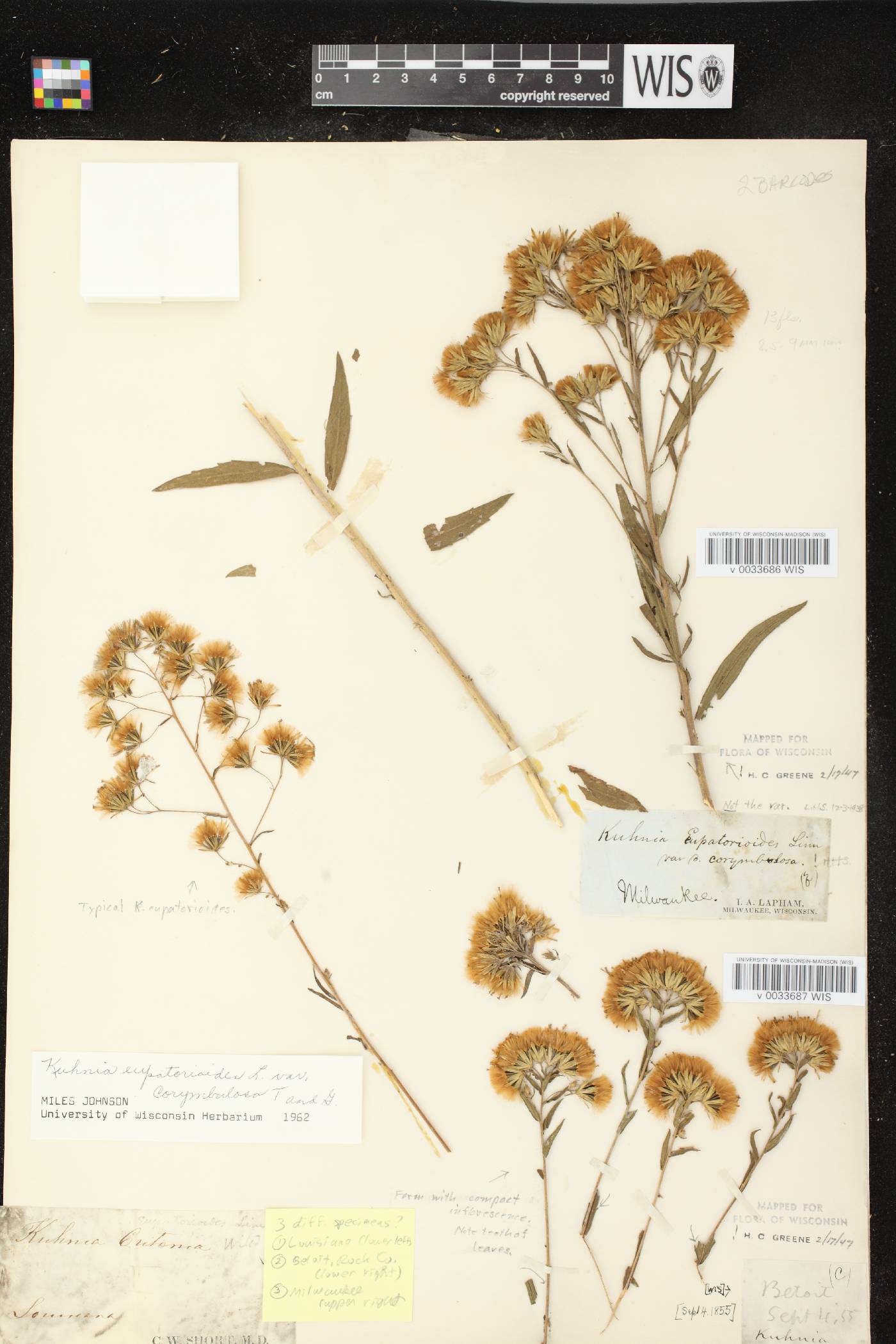 Brickellia eupatorioides image