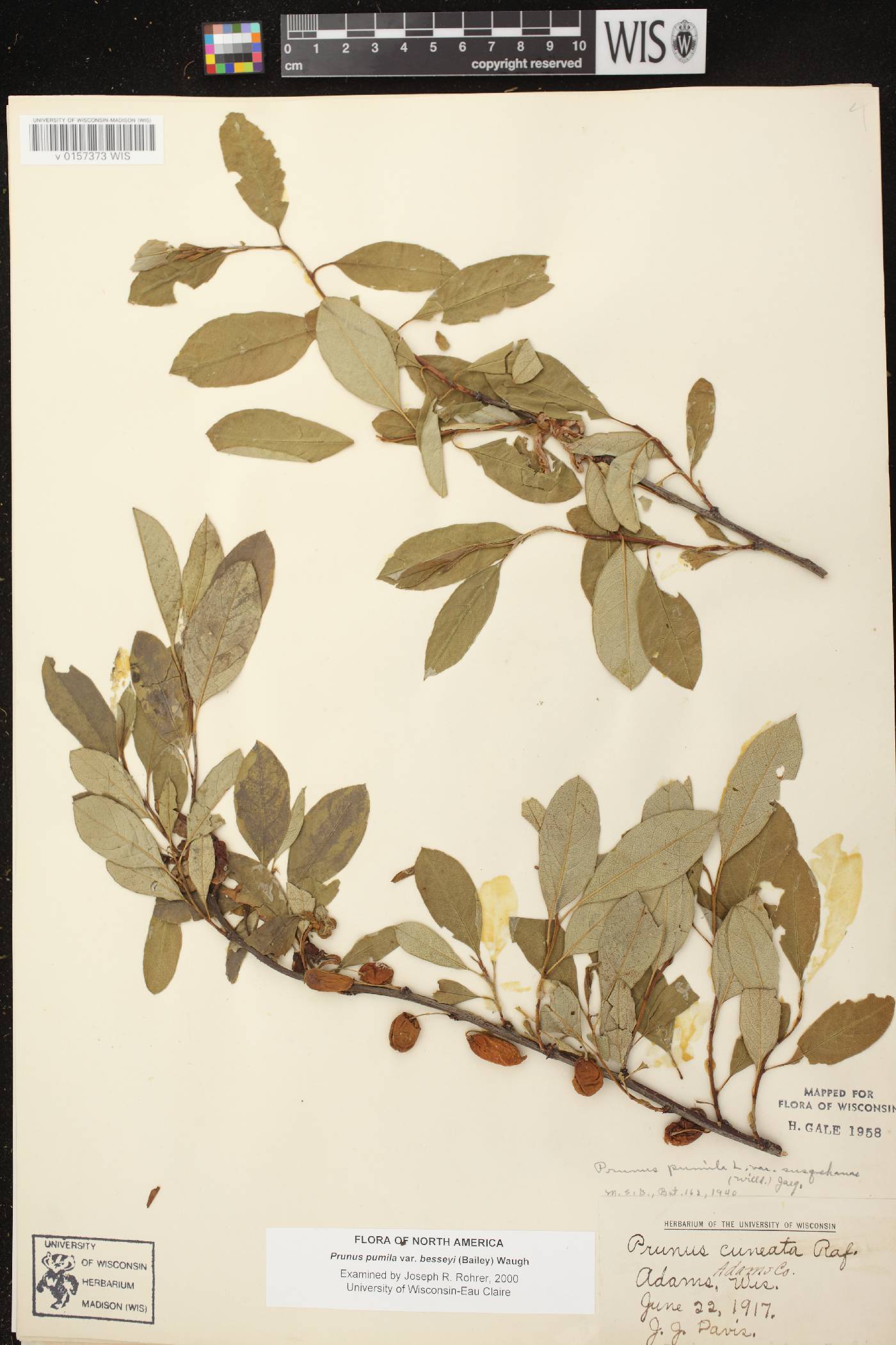 Prunus pumila image