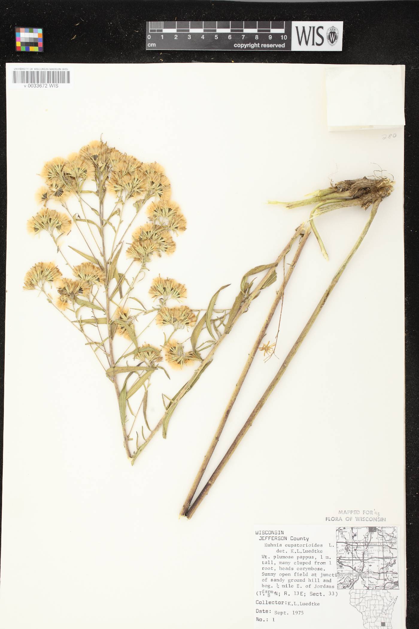 Brickellia eupatorioides image