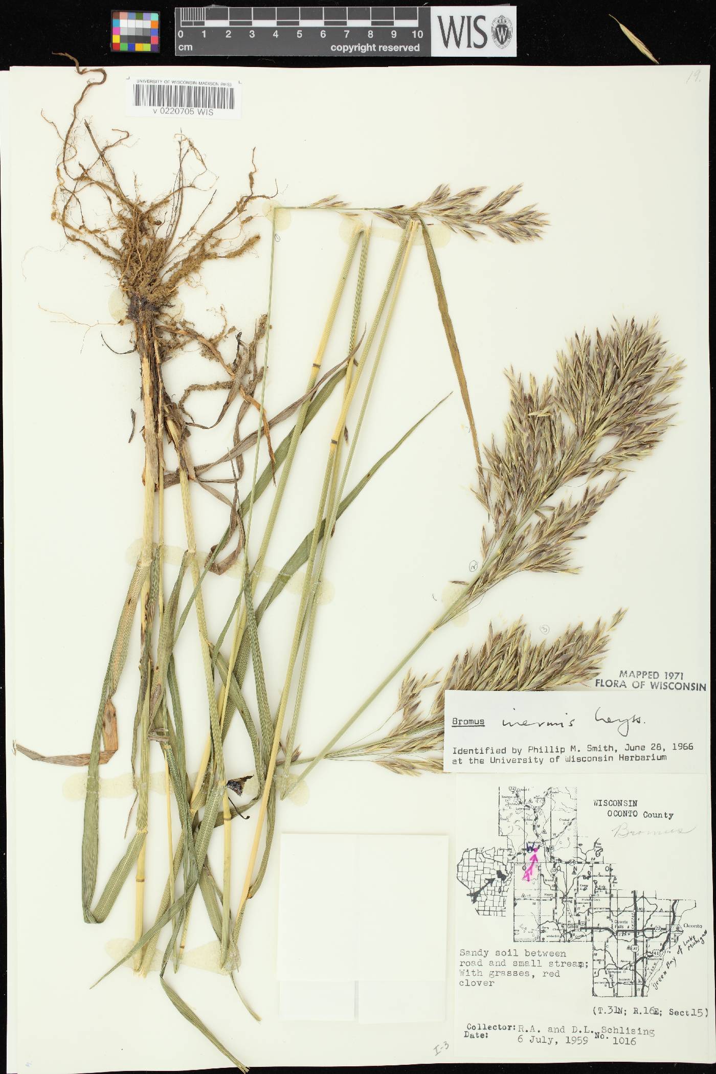 Bromus inermis image
