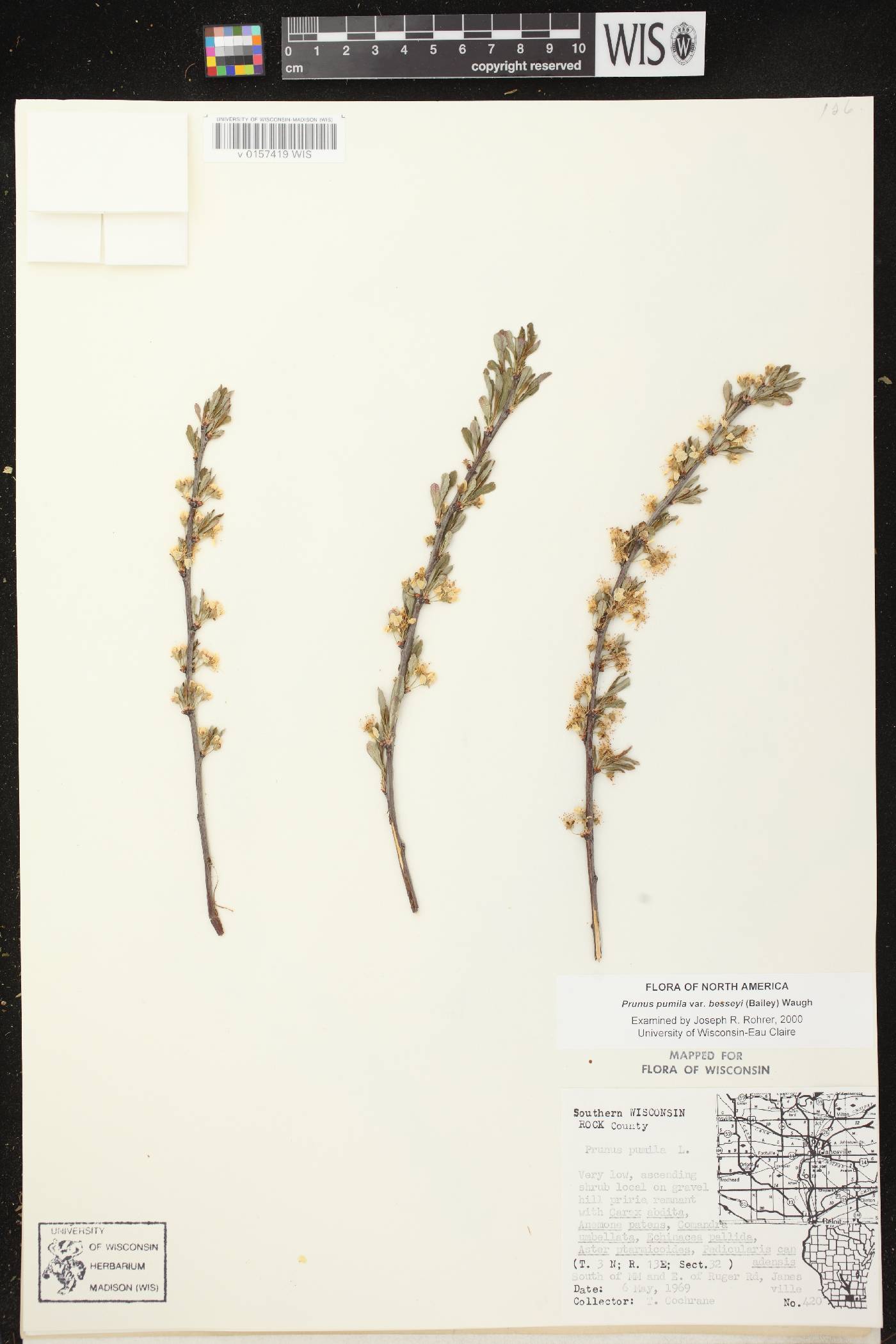 Prunus pumila image
