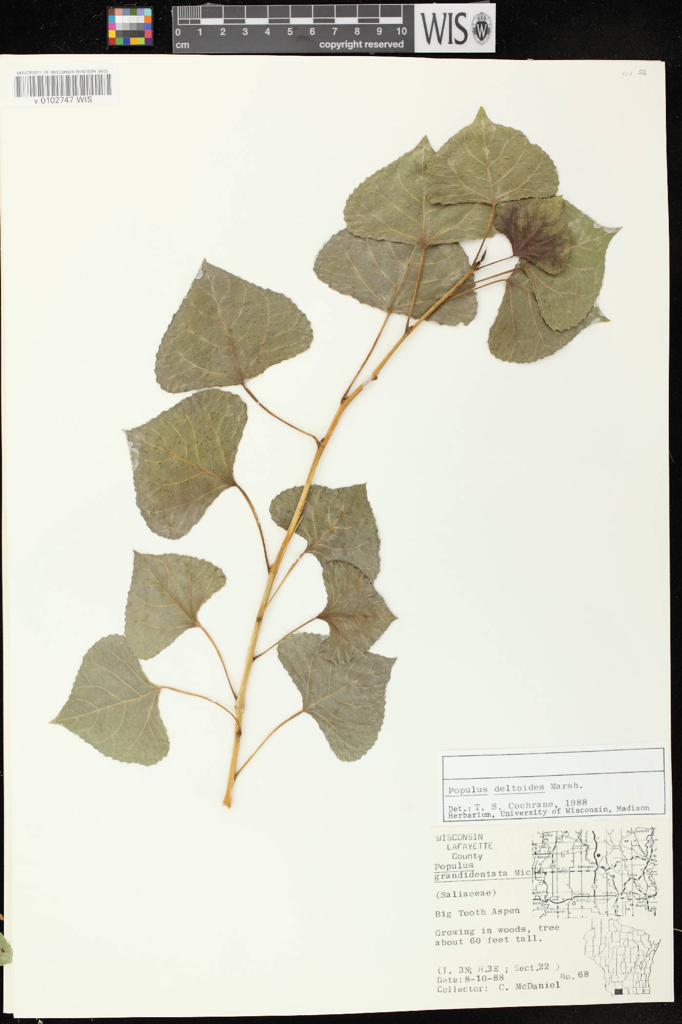 Populus deltoides image