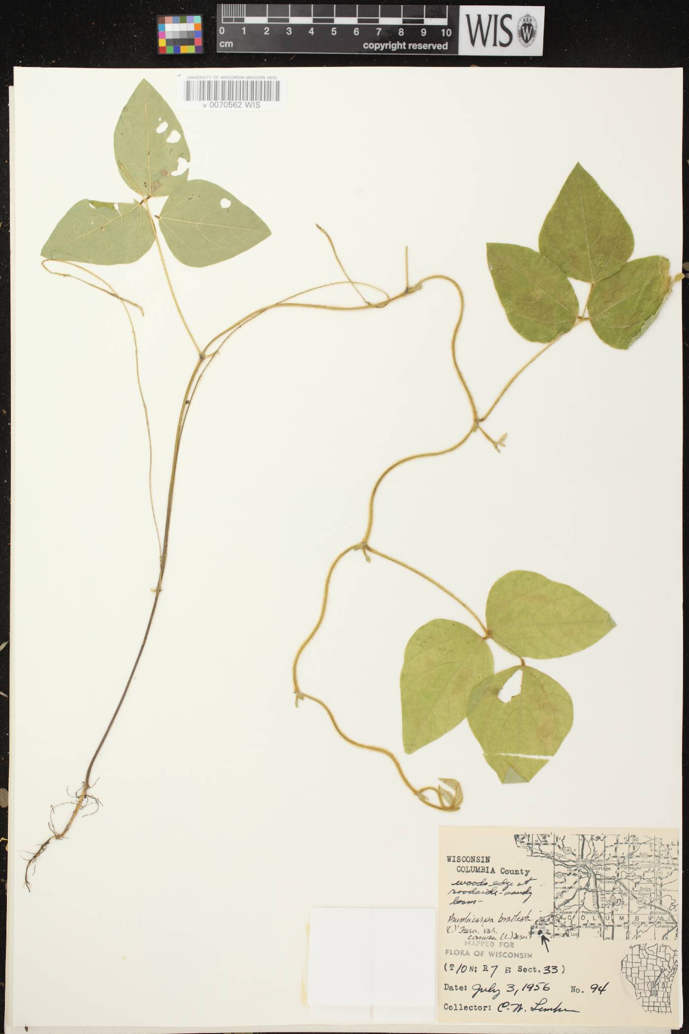 Amphicarpaea bracteata image