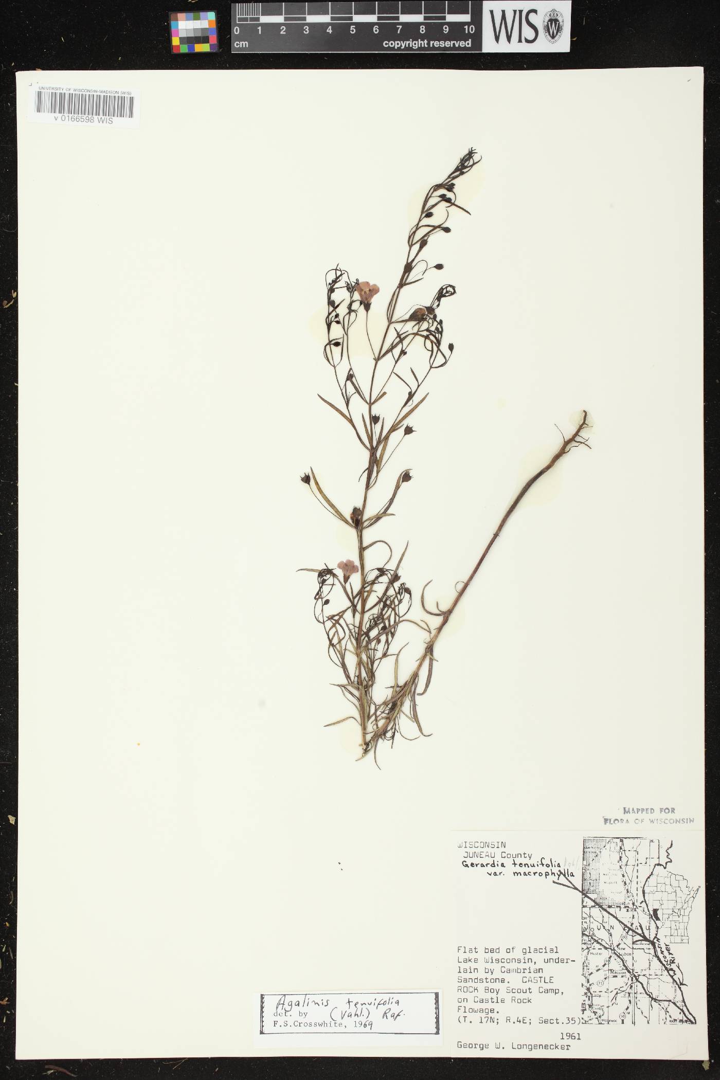Agalinis tenuifolia image