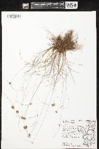 Image of Cyperus lupulinus