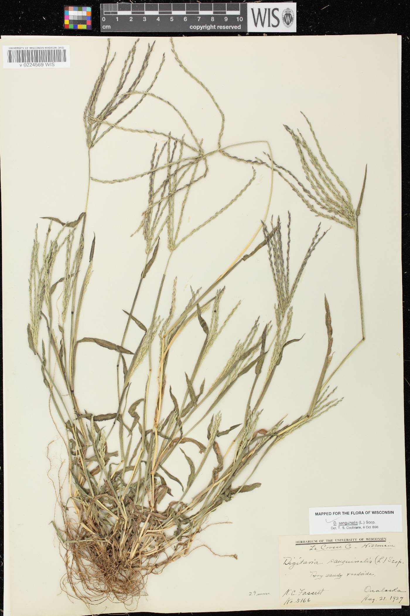 Digitaria sanguinalis image